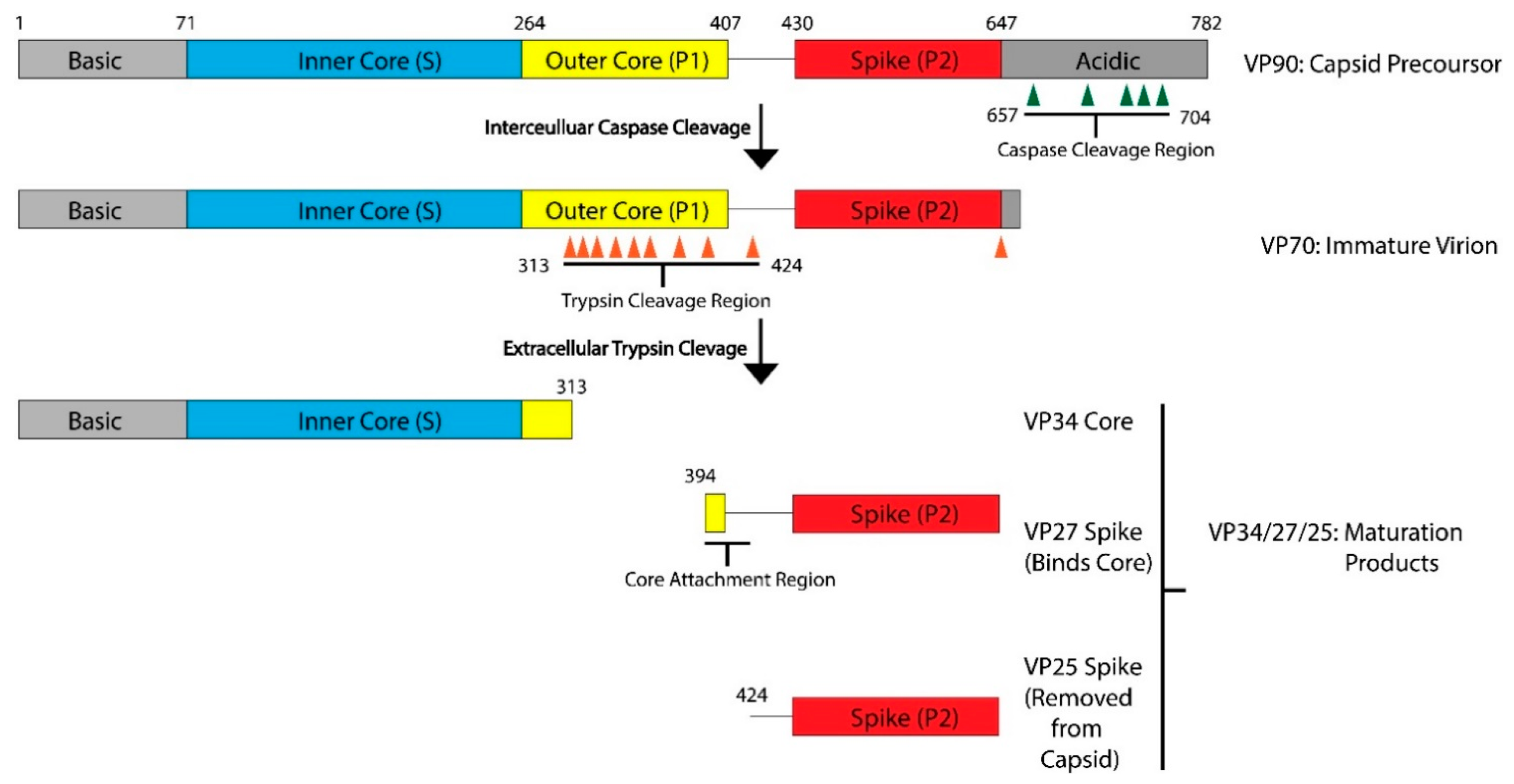 Viruses 13 00821 g001