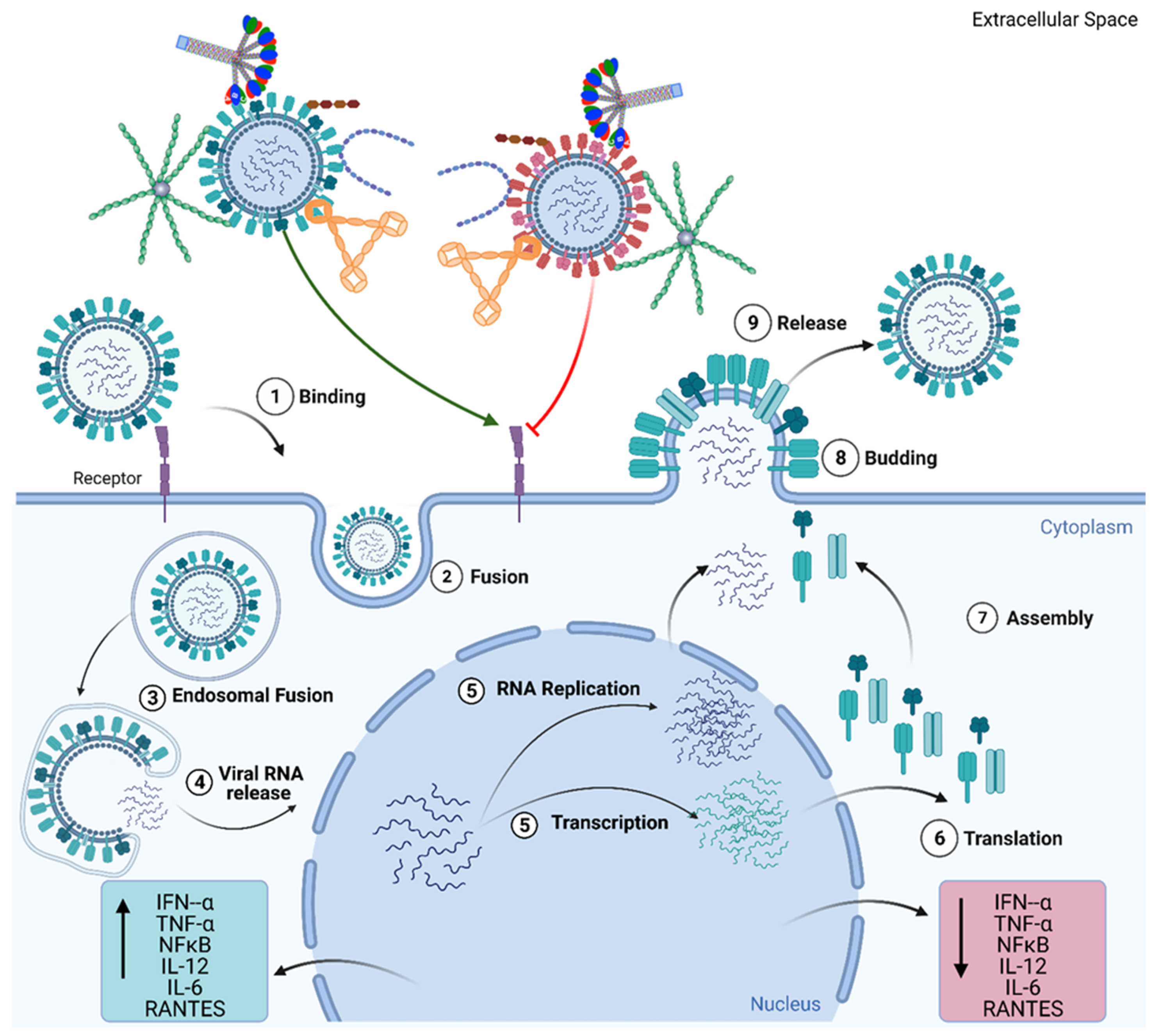 Viruses 13 00824 g003