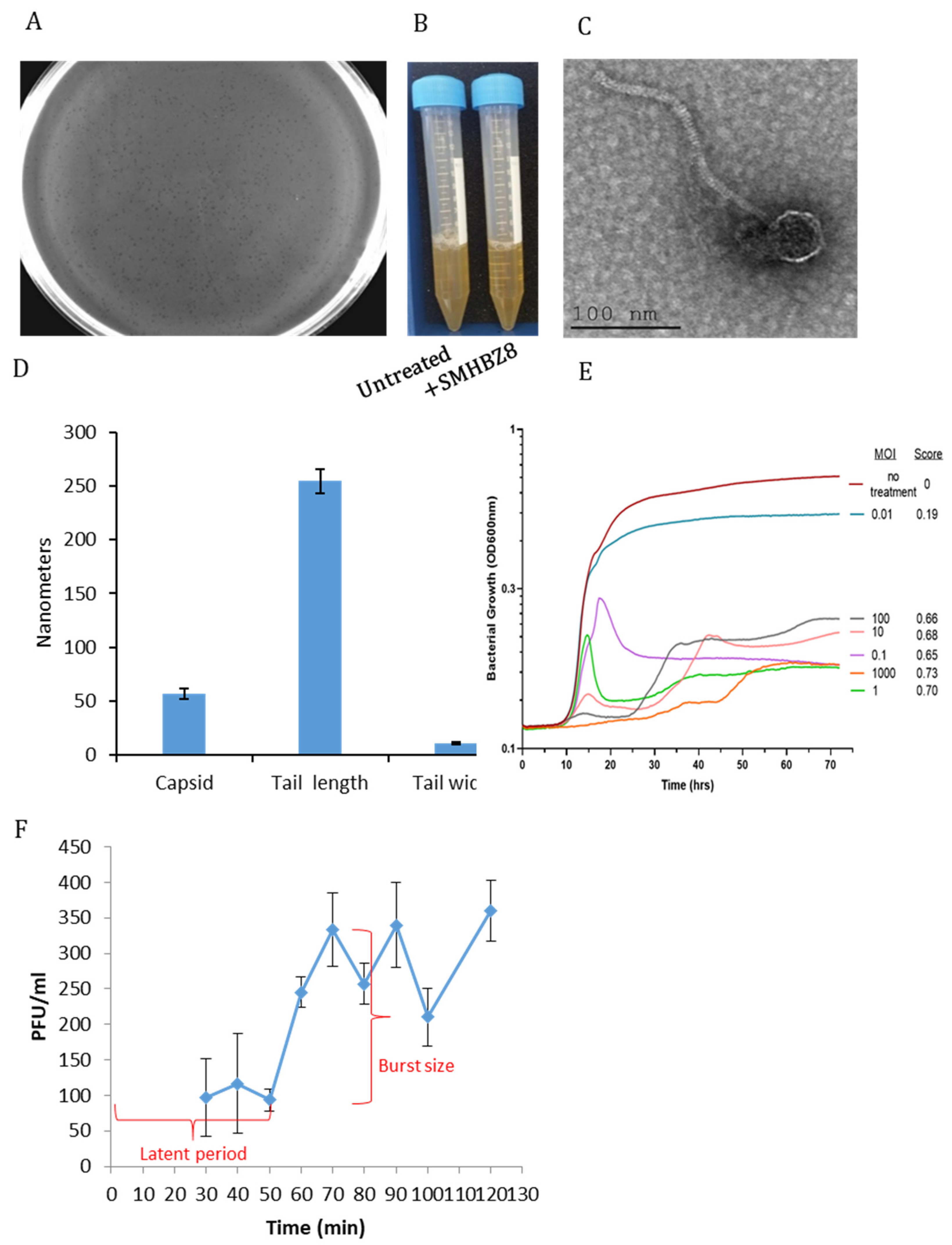 Viruses 13 00825 g001