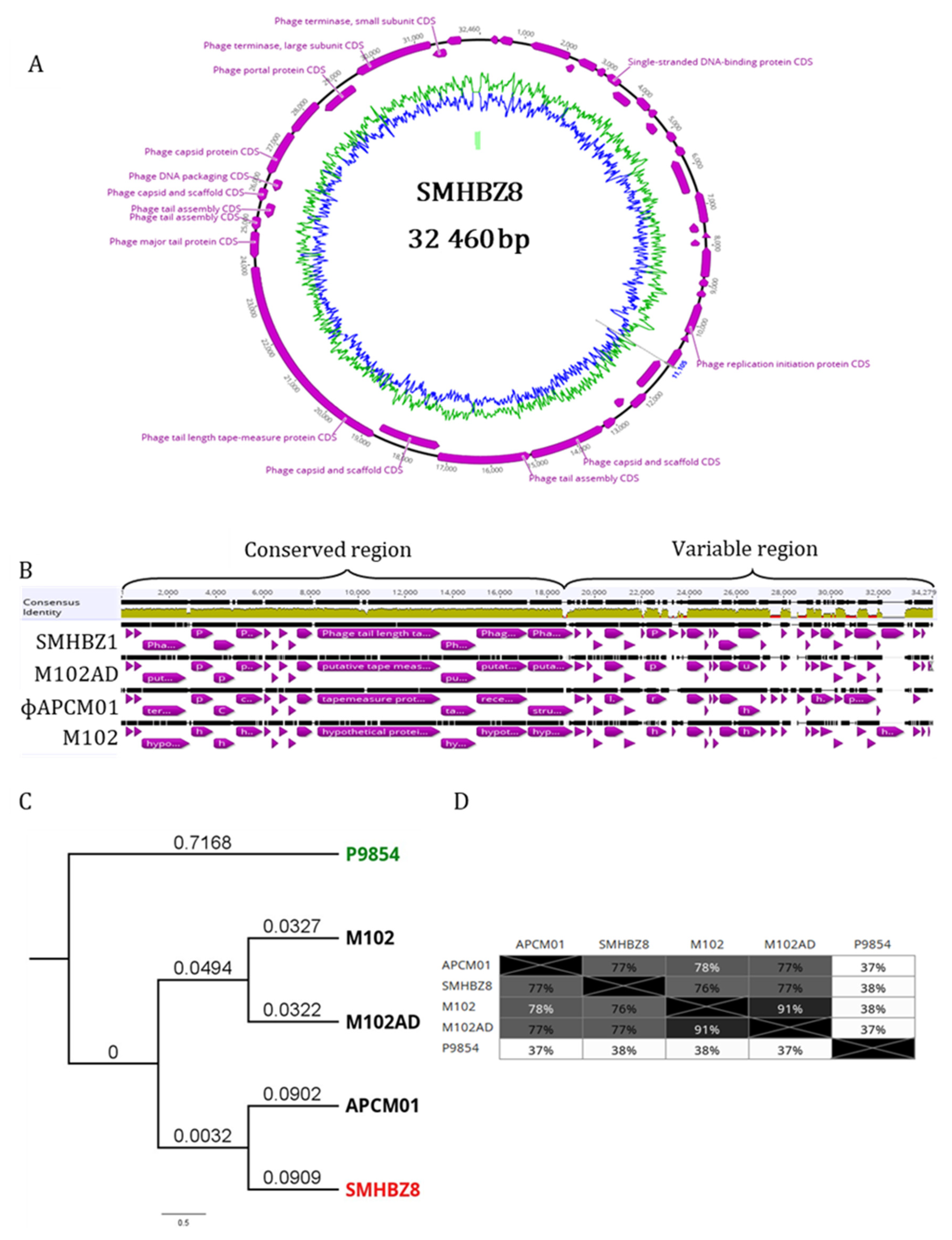 Viruses 13 00825 g002