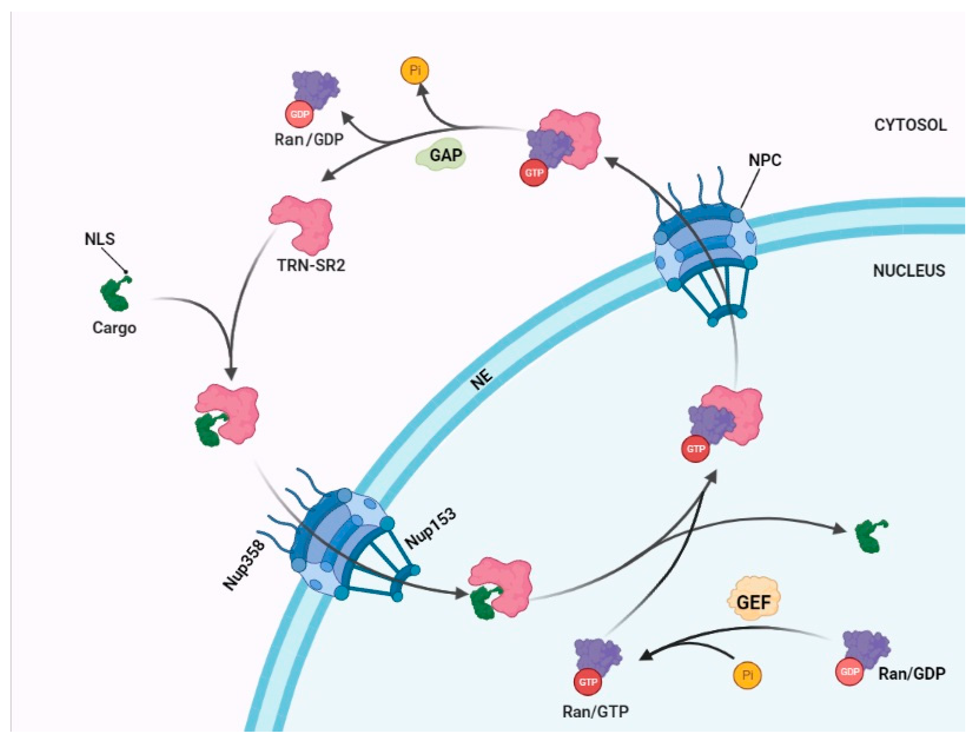 Viruses 13 00829 g001