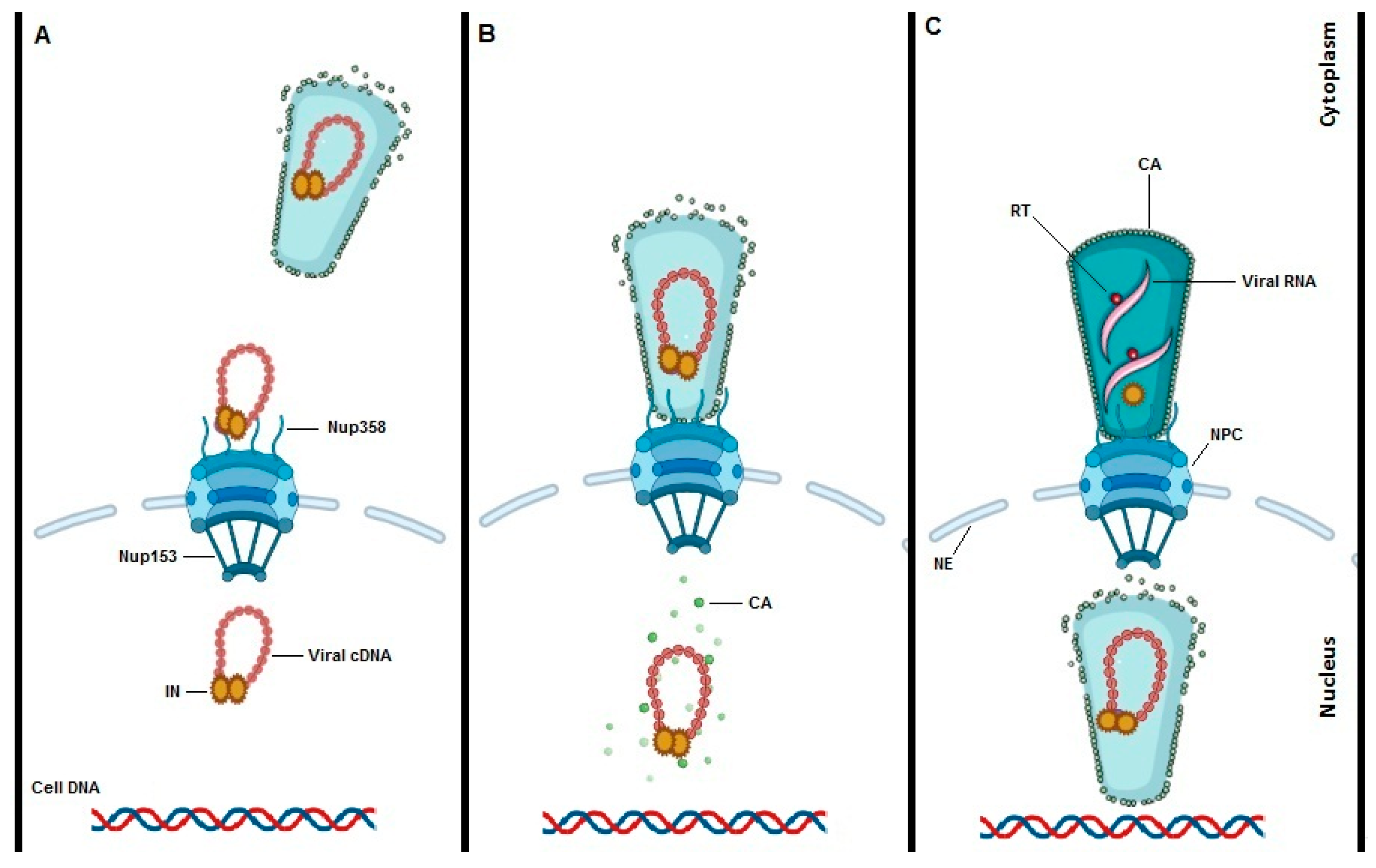 Viruses 13 00829 g002