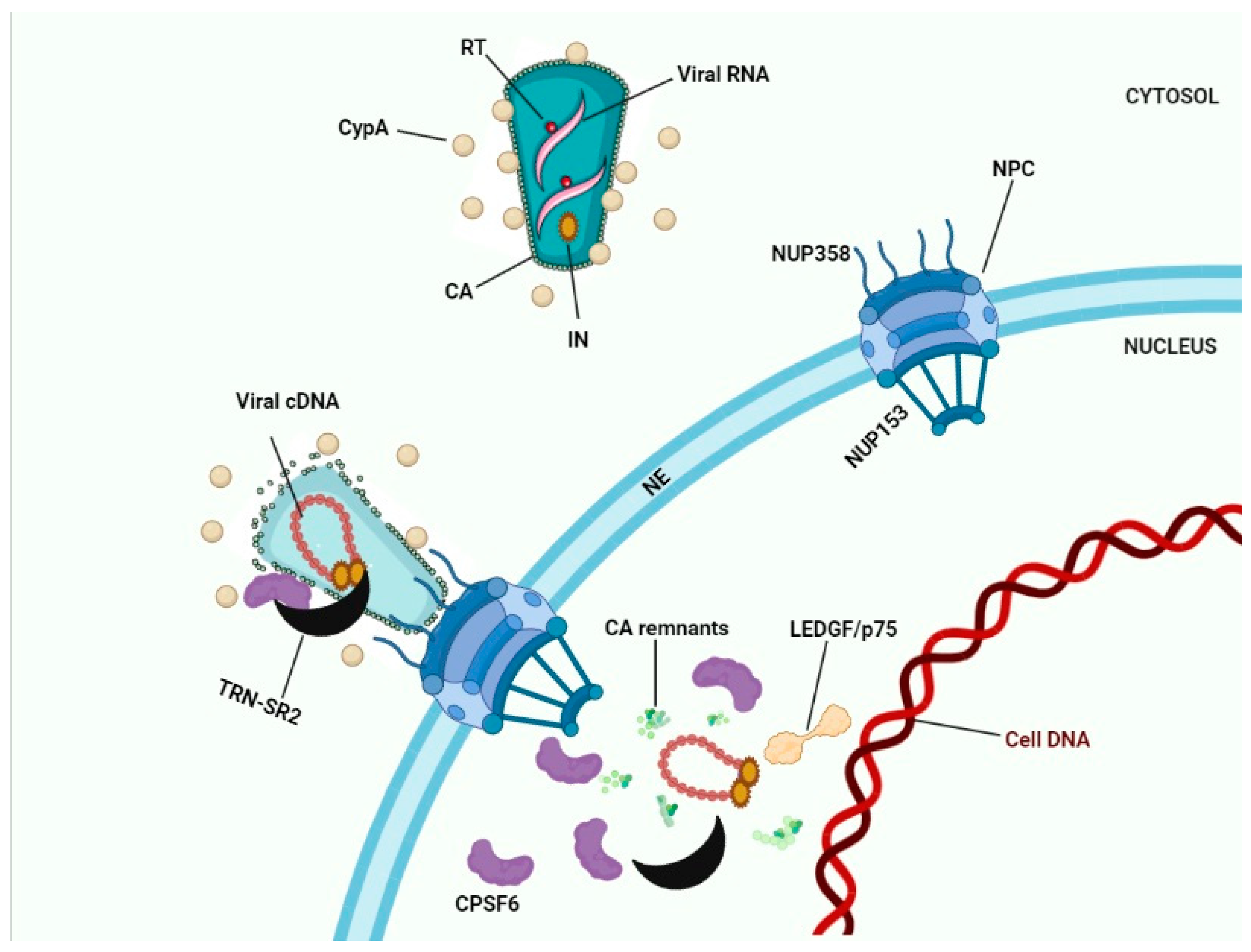 Viruses 13 00829 g003