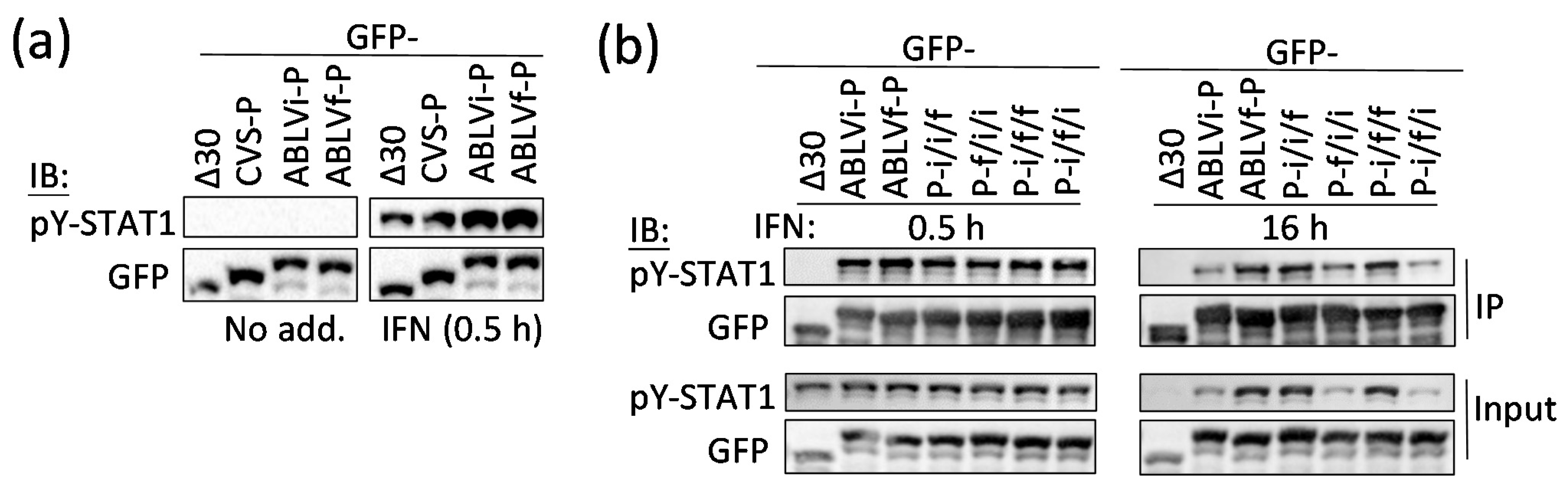 Viruses 13 00831 g003