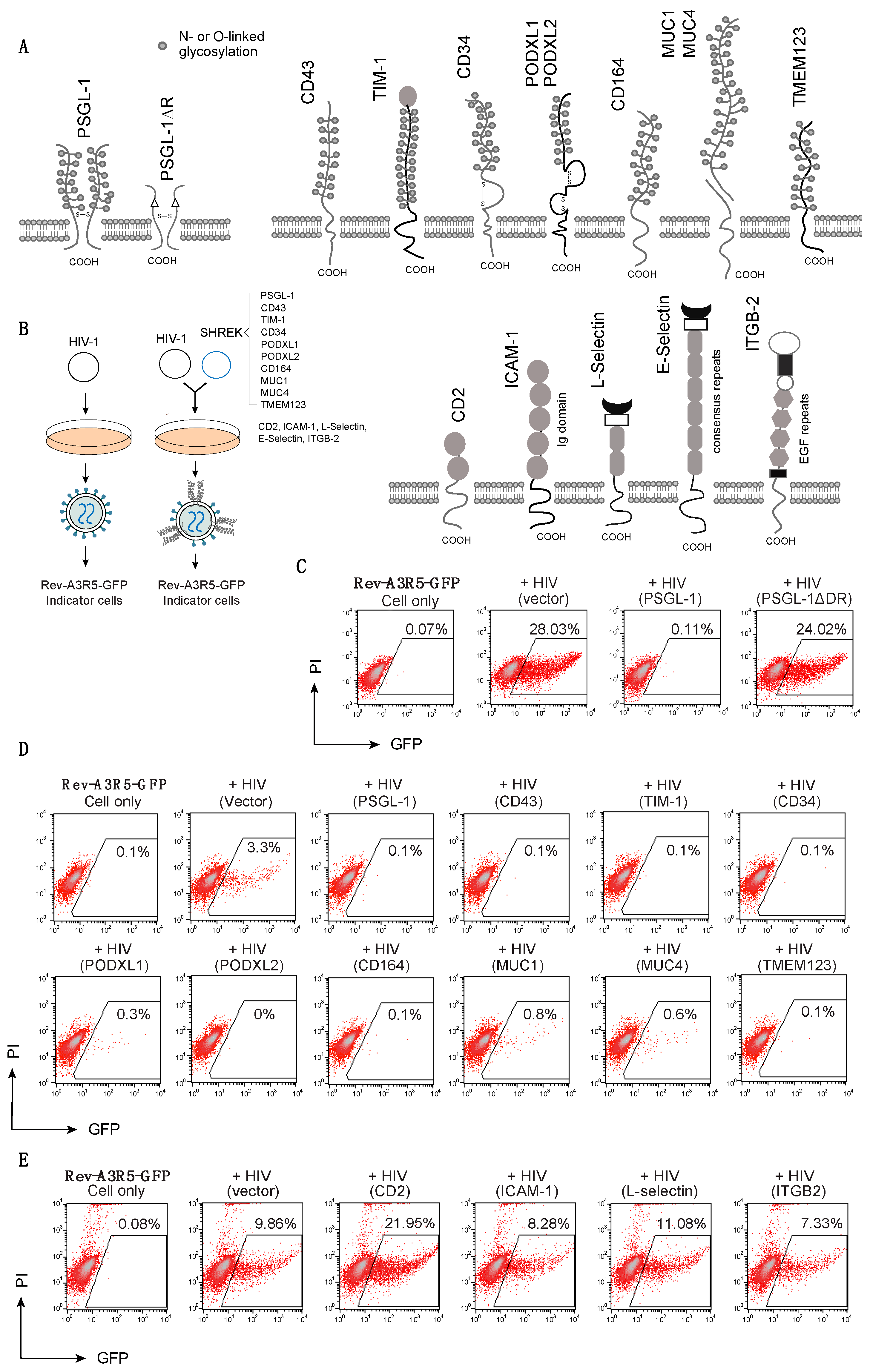 Viruses 13 00832 g001