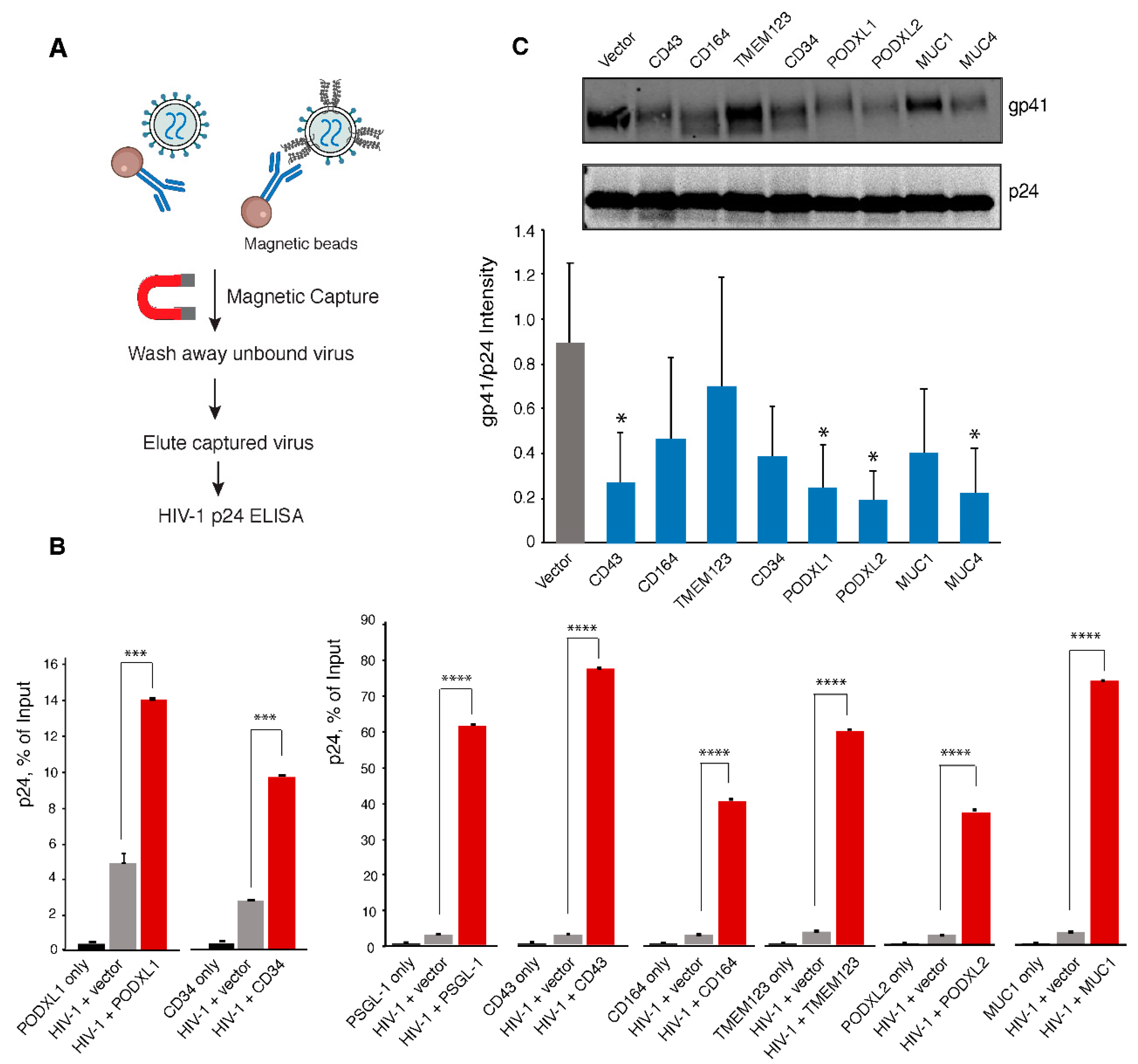 Viruses 13 00832 g004