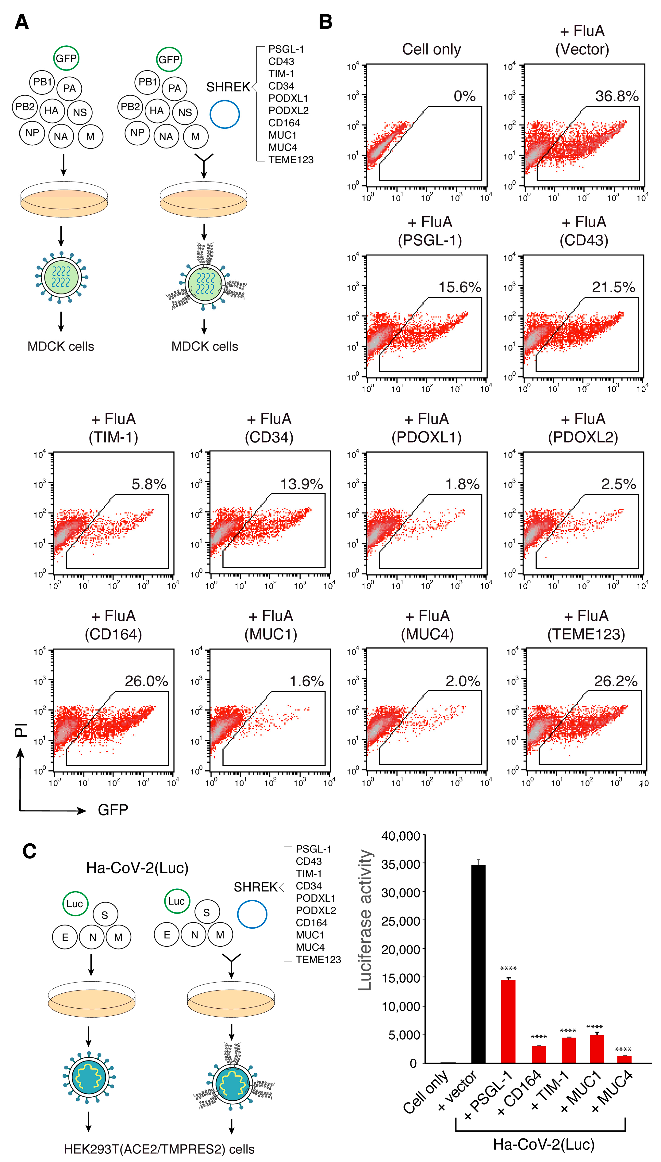 Viruses 13 00832 g006