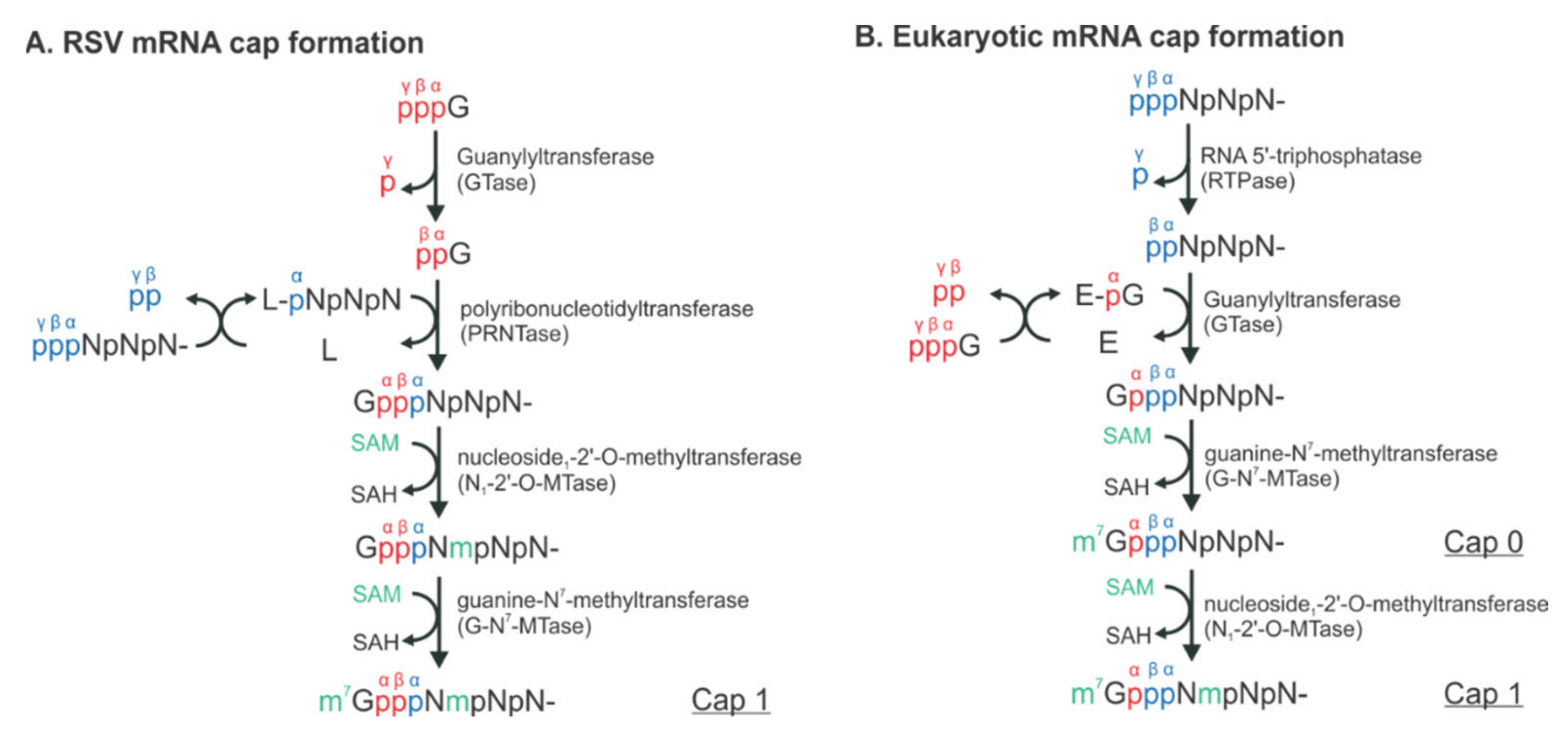 Viruses 13 00834 g002