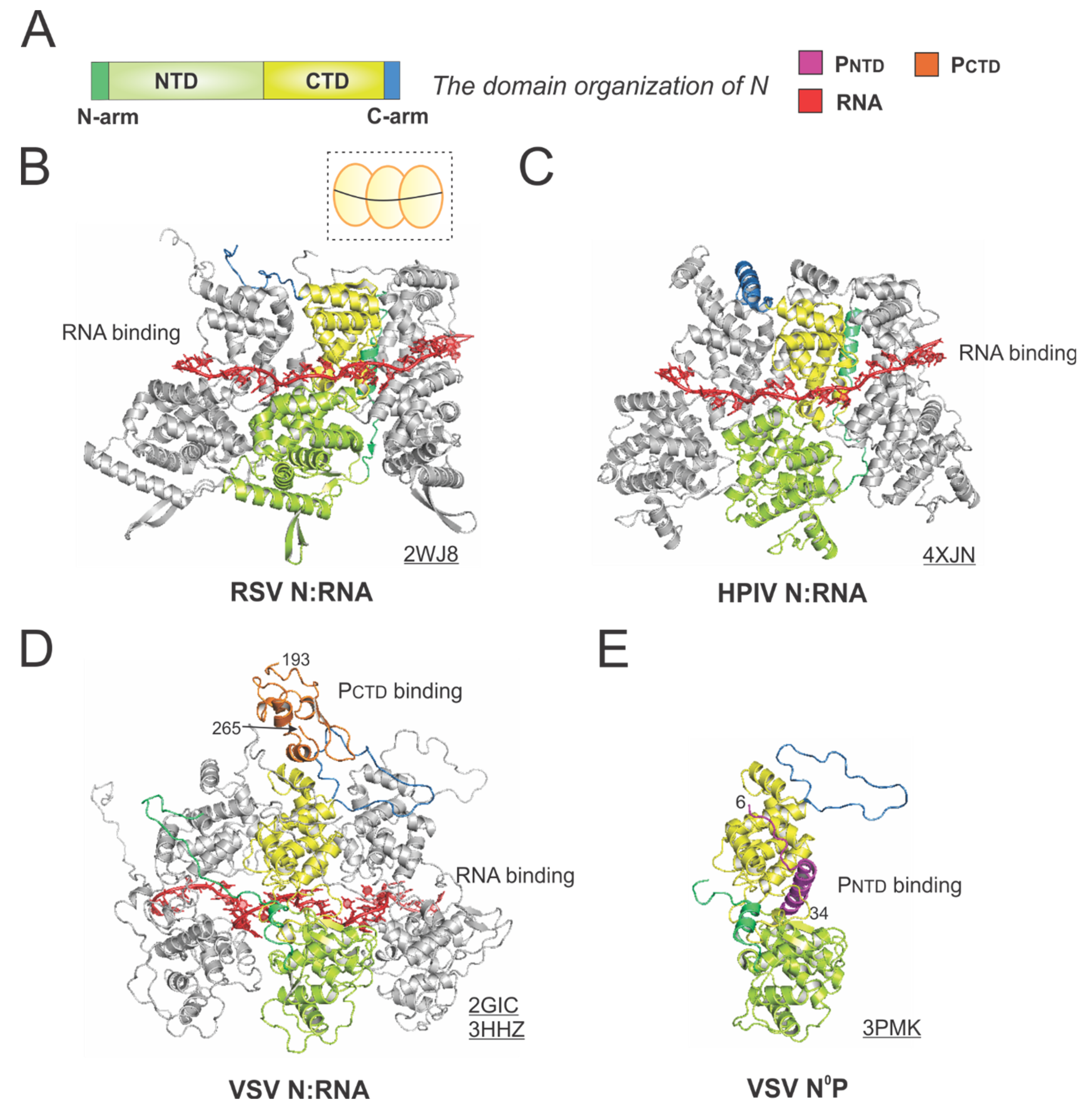 Viruses 13 00834 g005