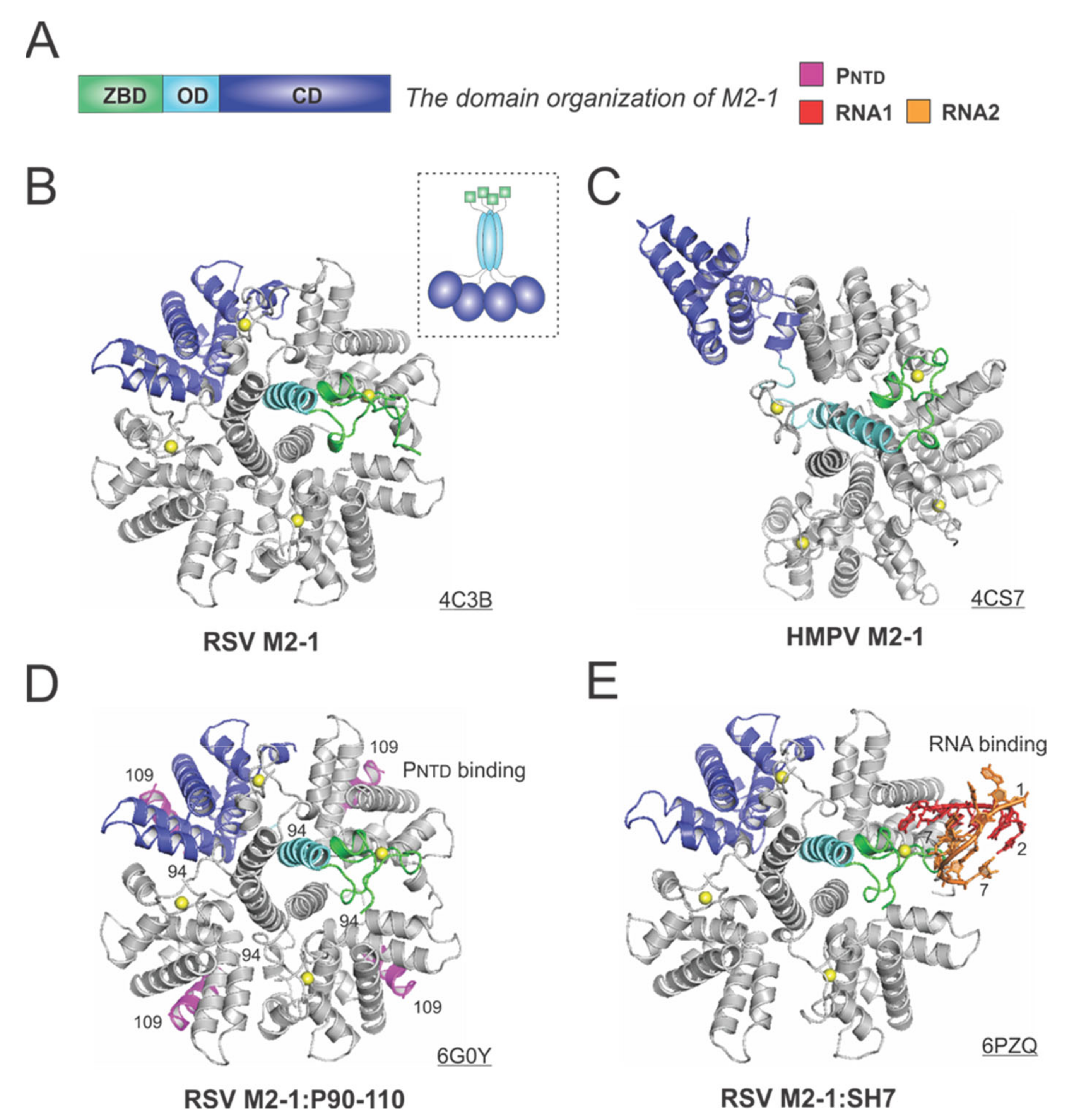 Viruses 13 00834 g006