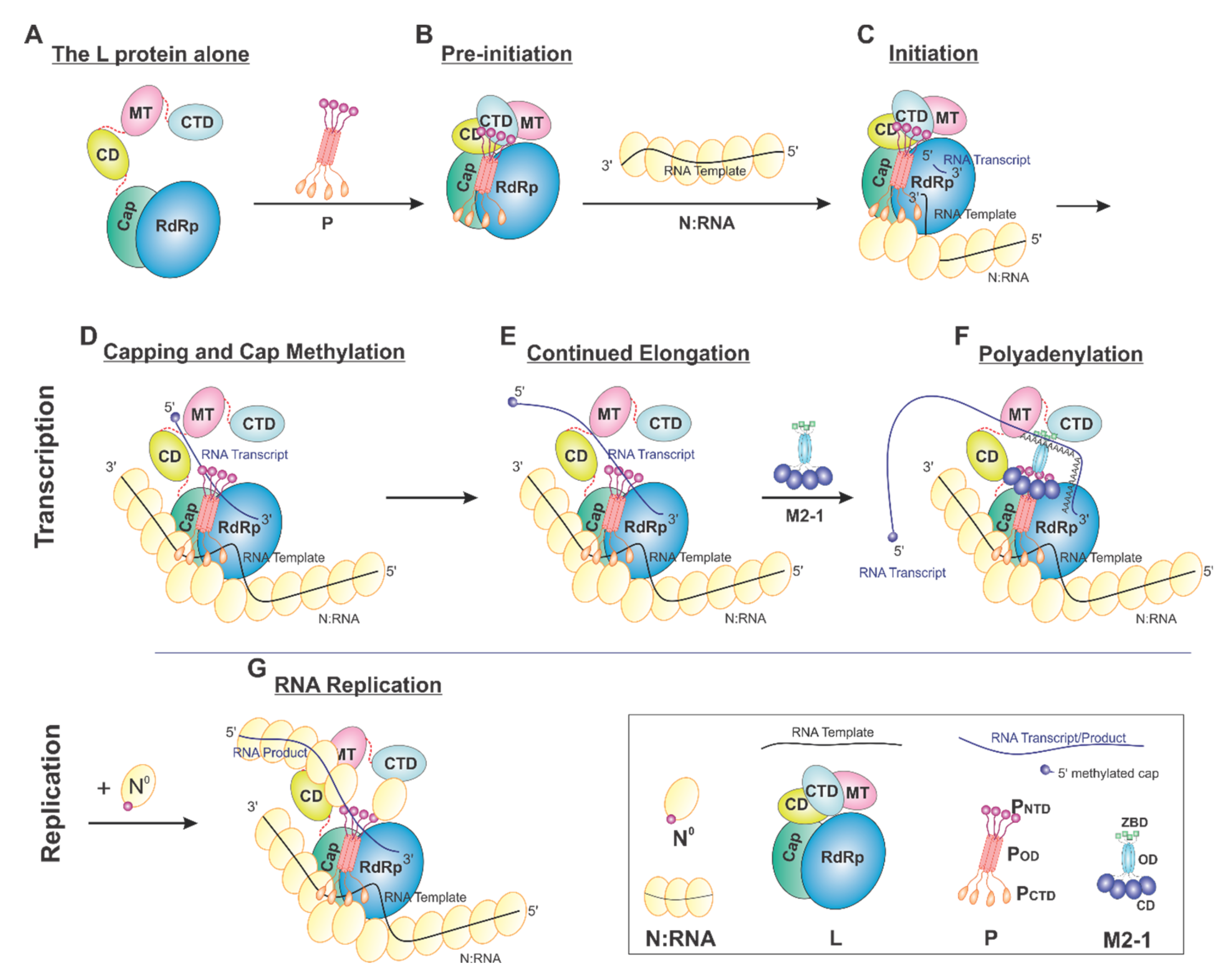 Viruses 13 00834 g007