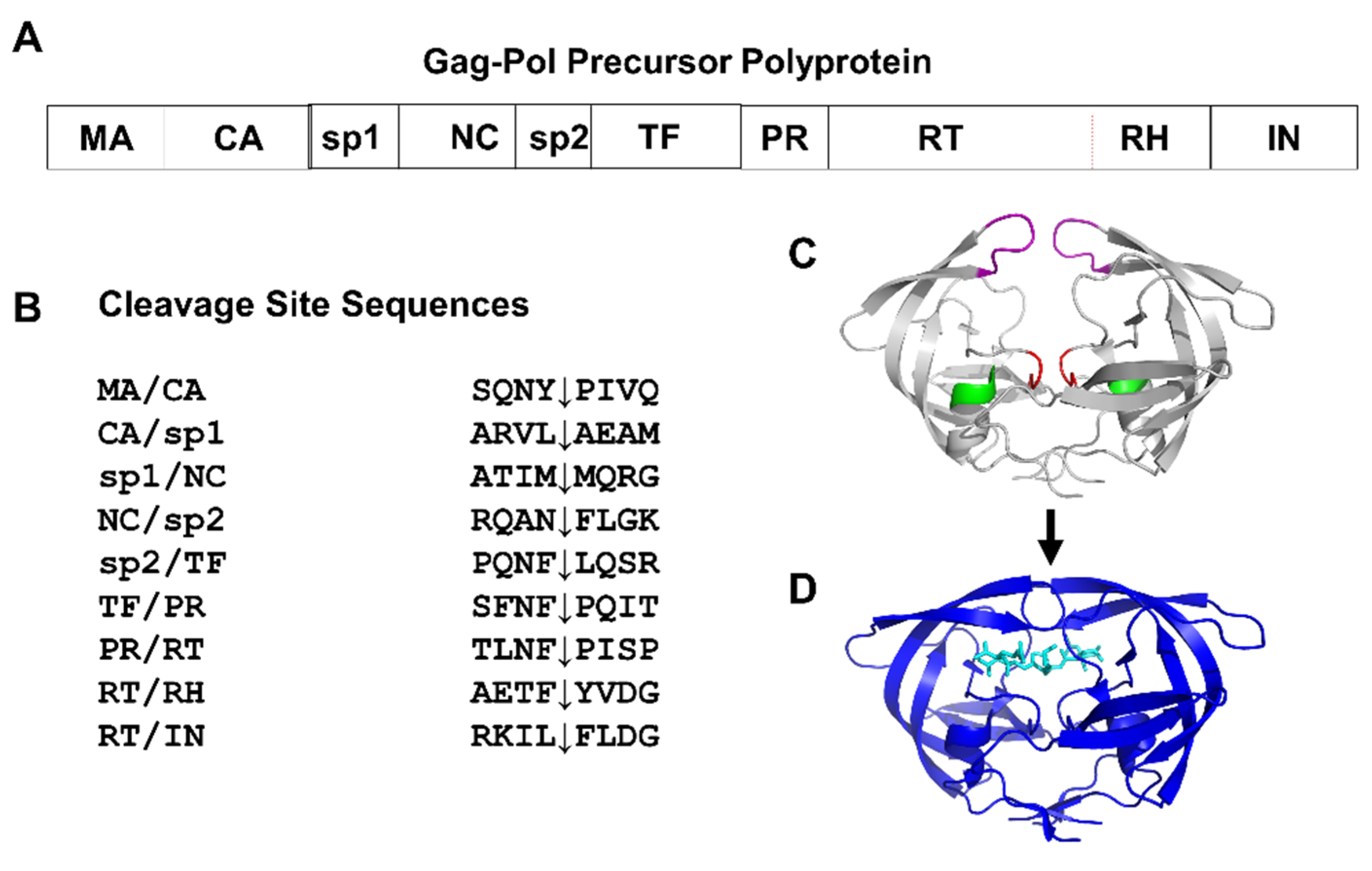 Viruses 13 00839 g001