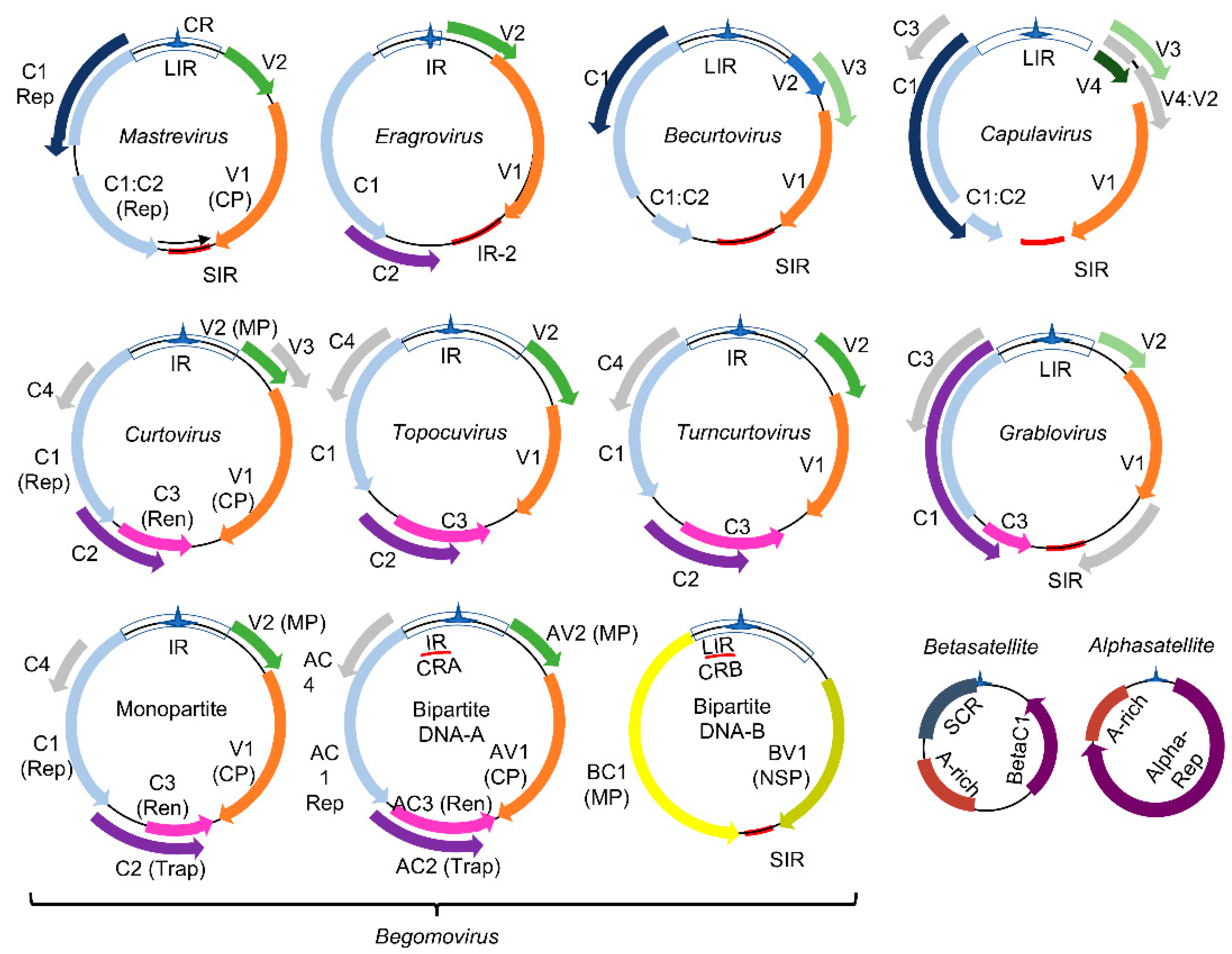 Viruses 13 00840 g001