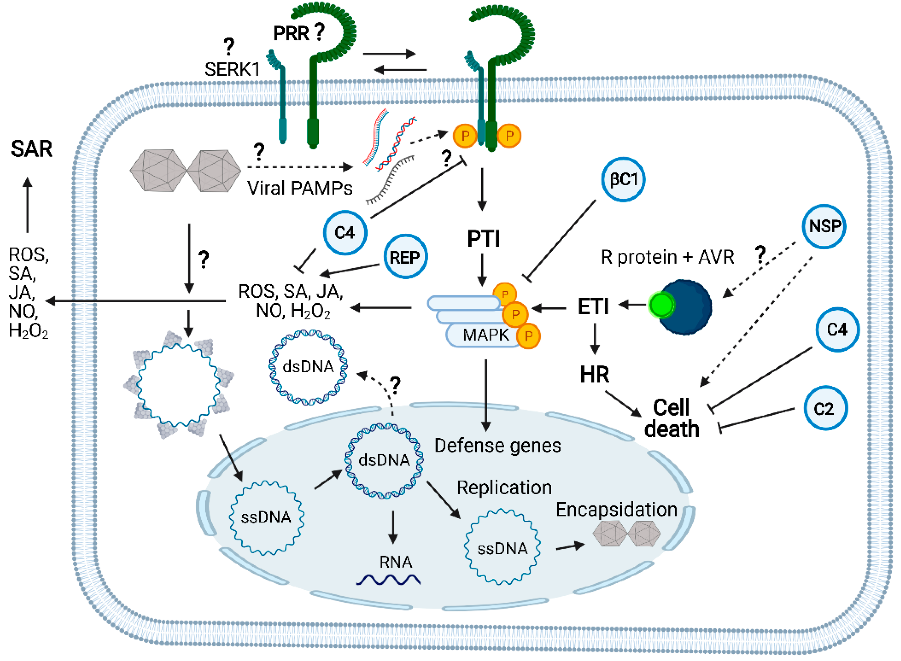 Viruses 13 00840 g003