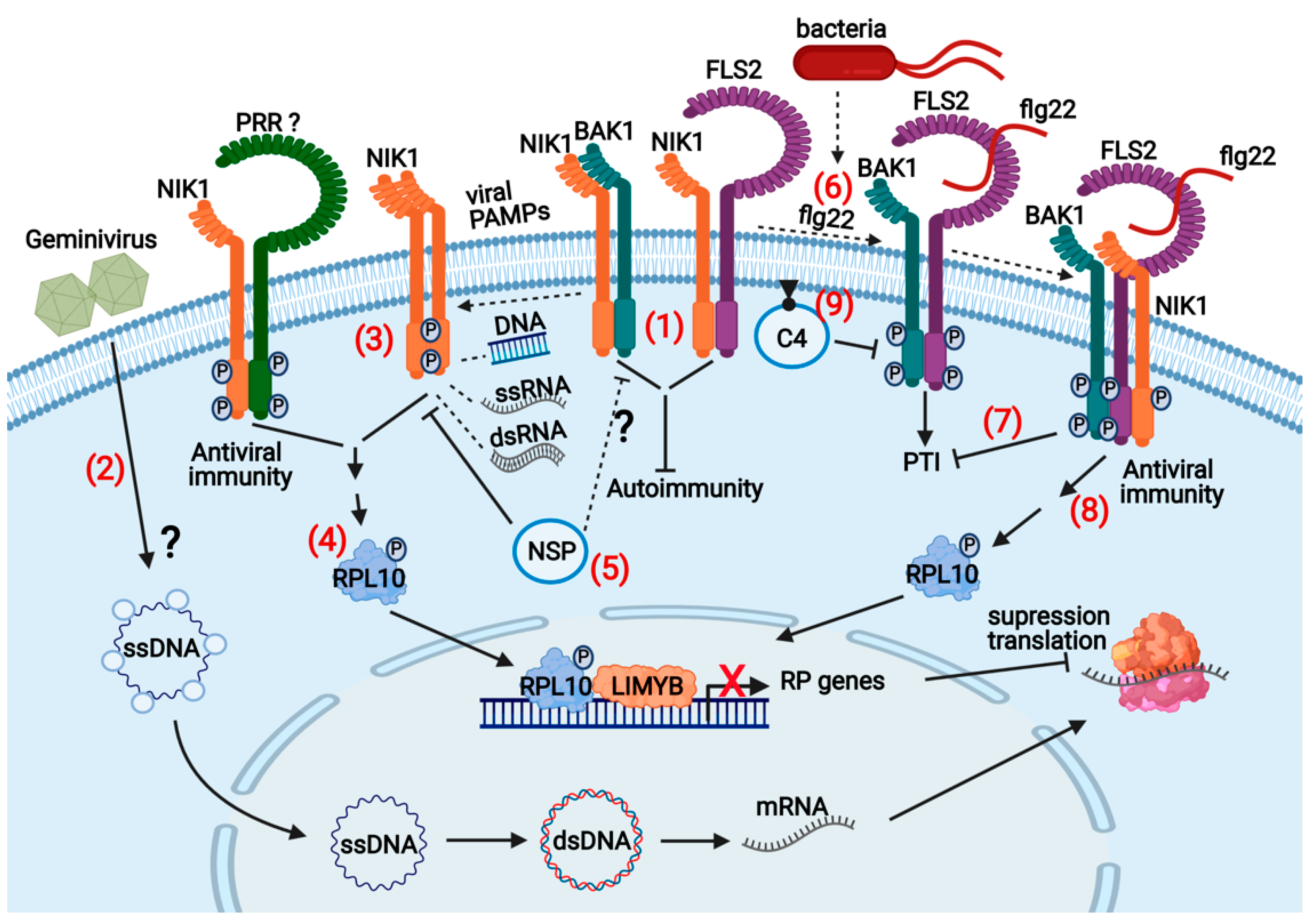 Viruses 13 00840 g004