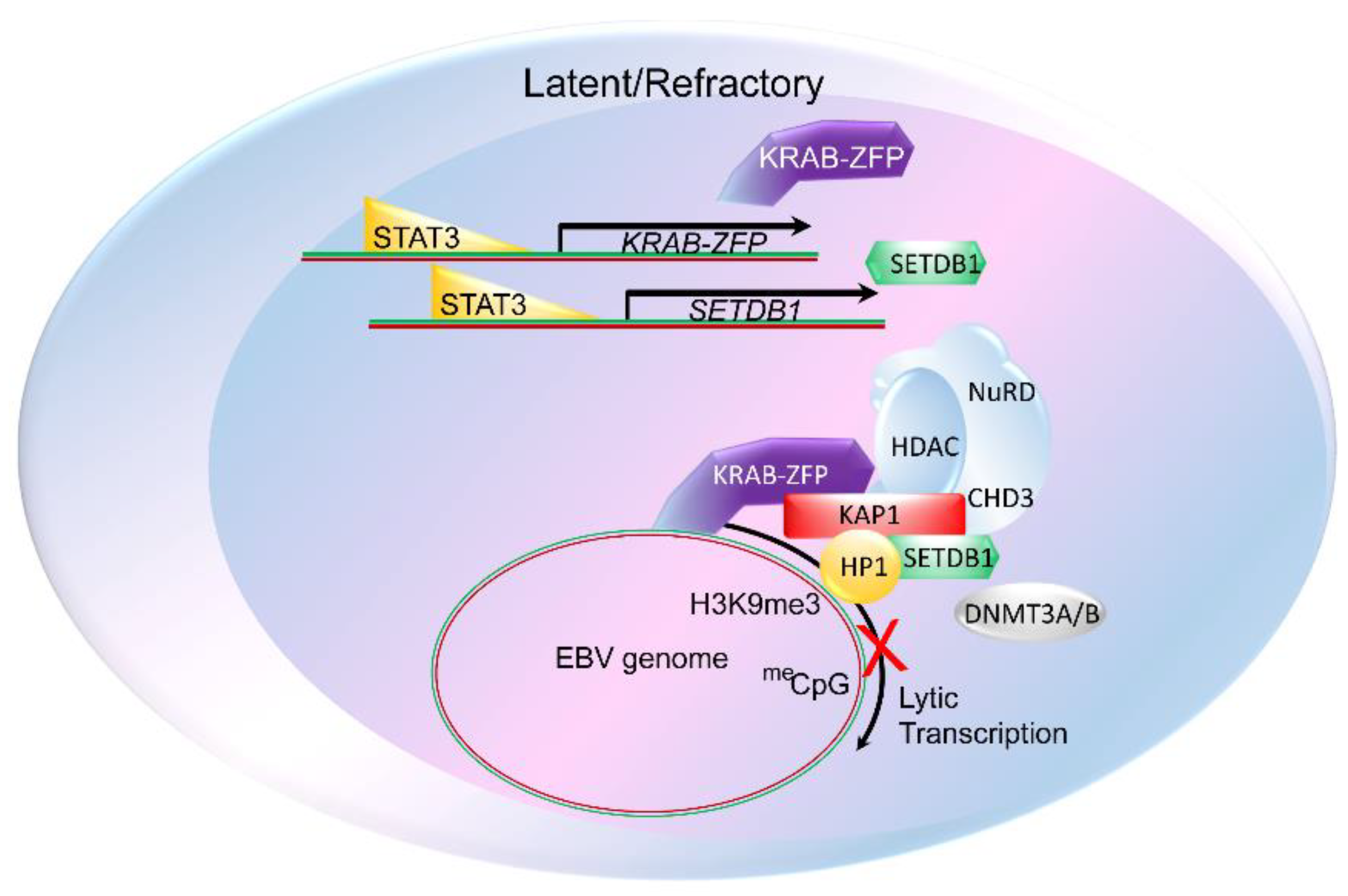 Viruses 13 00846 g001