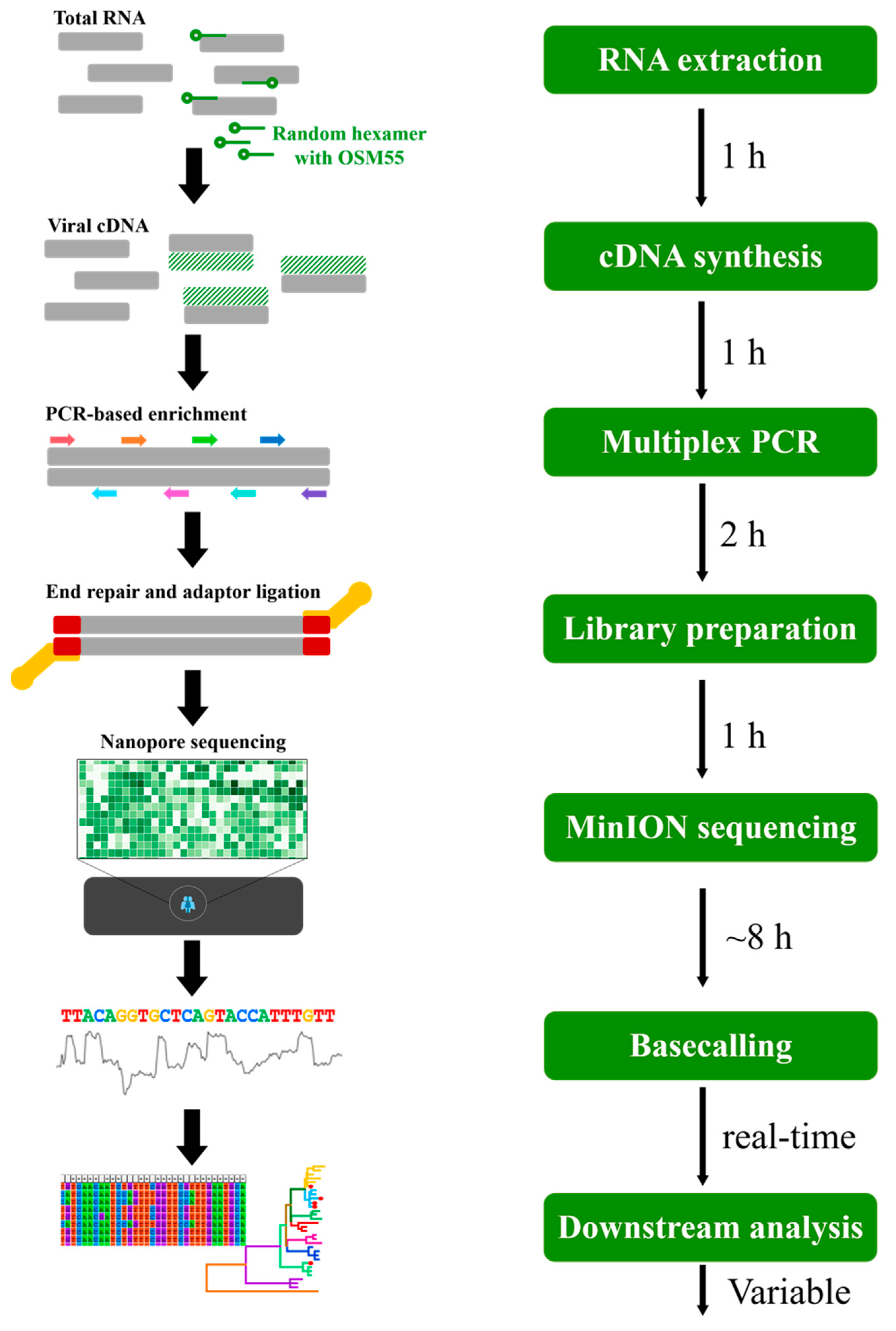 Viruses 13 00847 g001