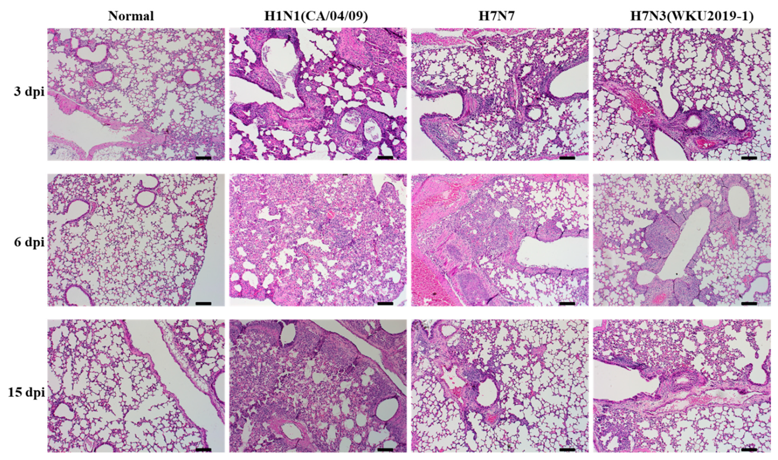 Viruses 13 00856 g006