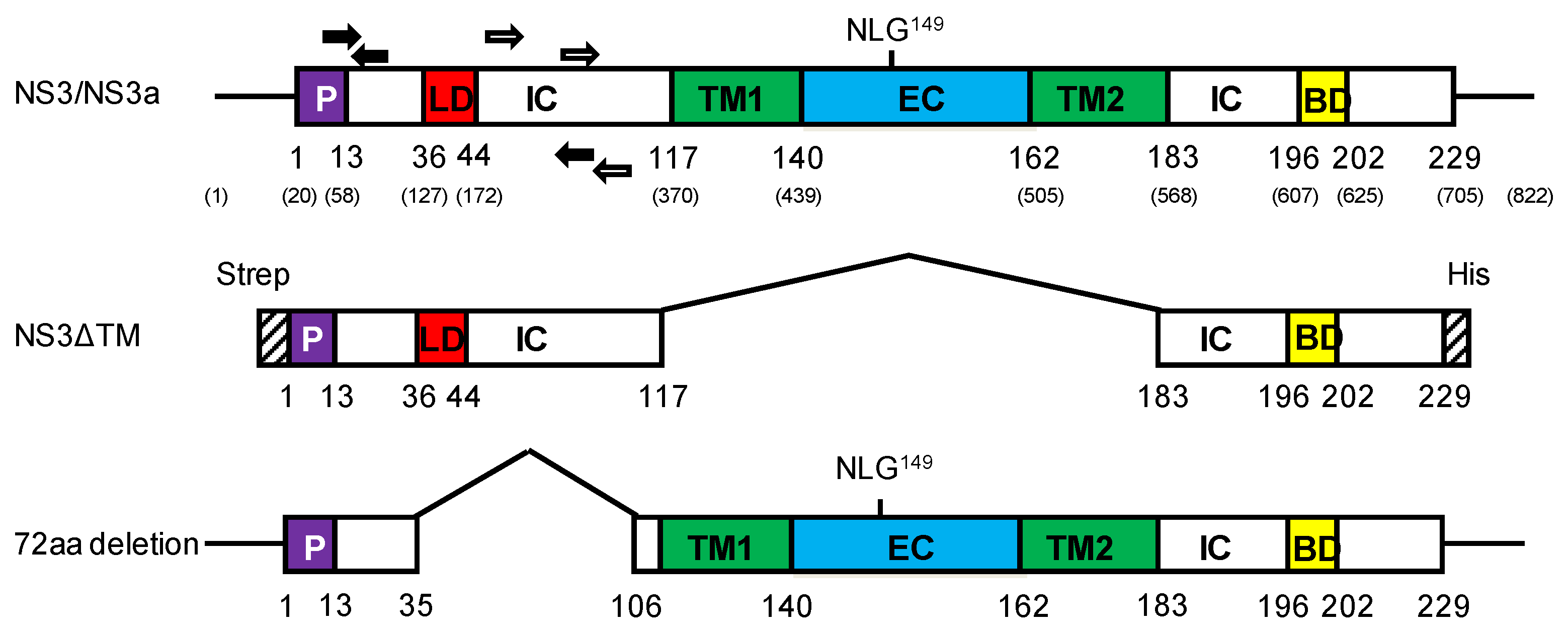 Viruses 13 00857 g001