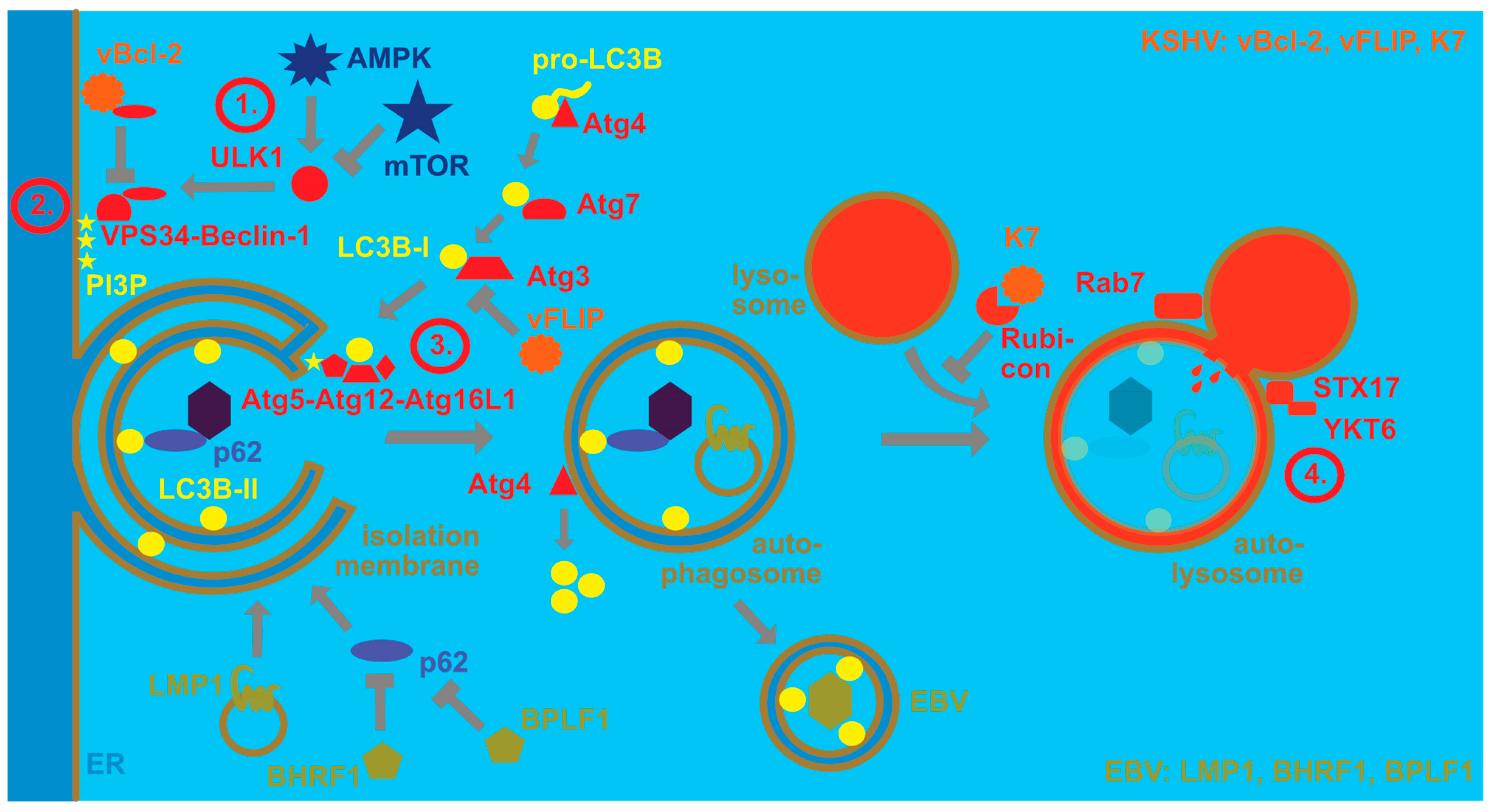Viruses 13 00859 g001