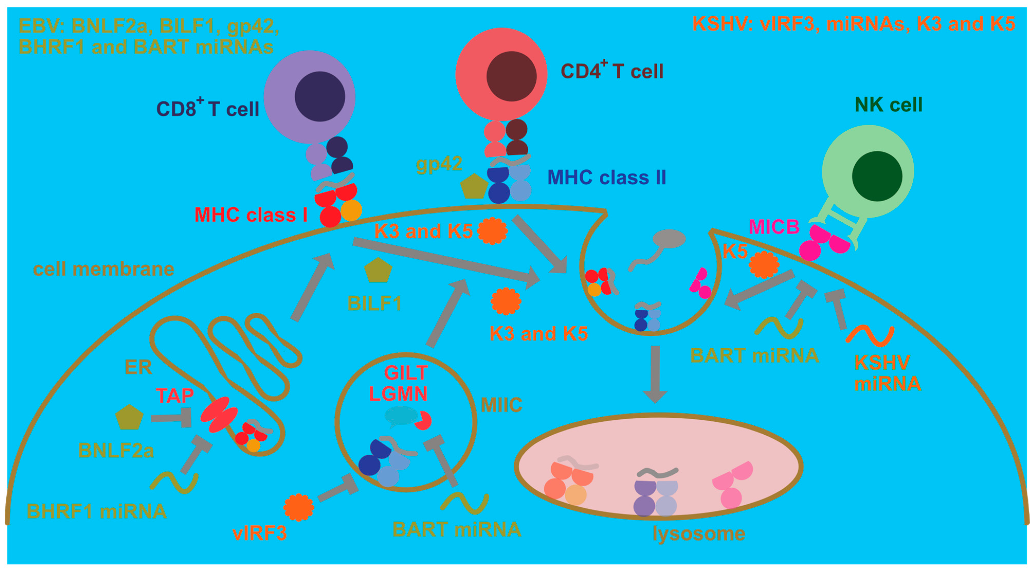 Viruses 13 00859 g002