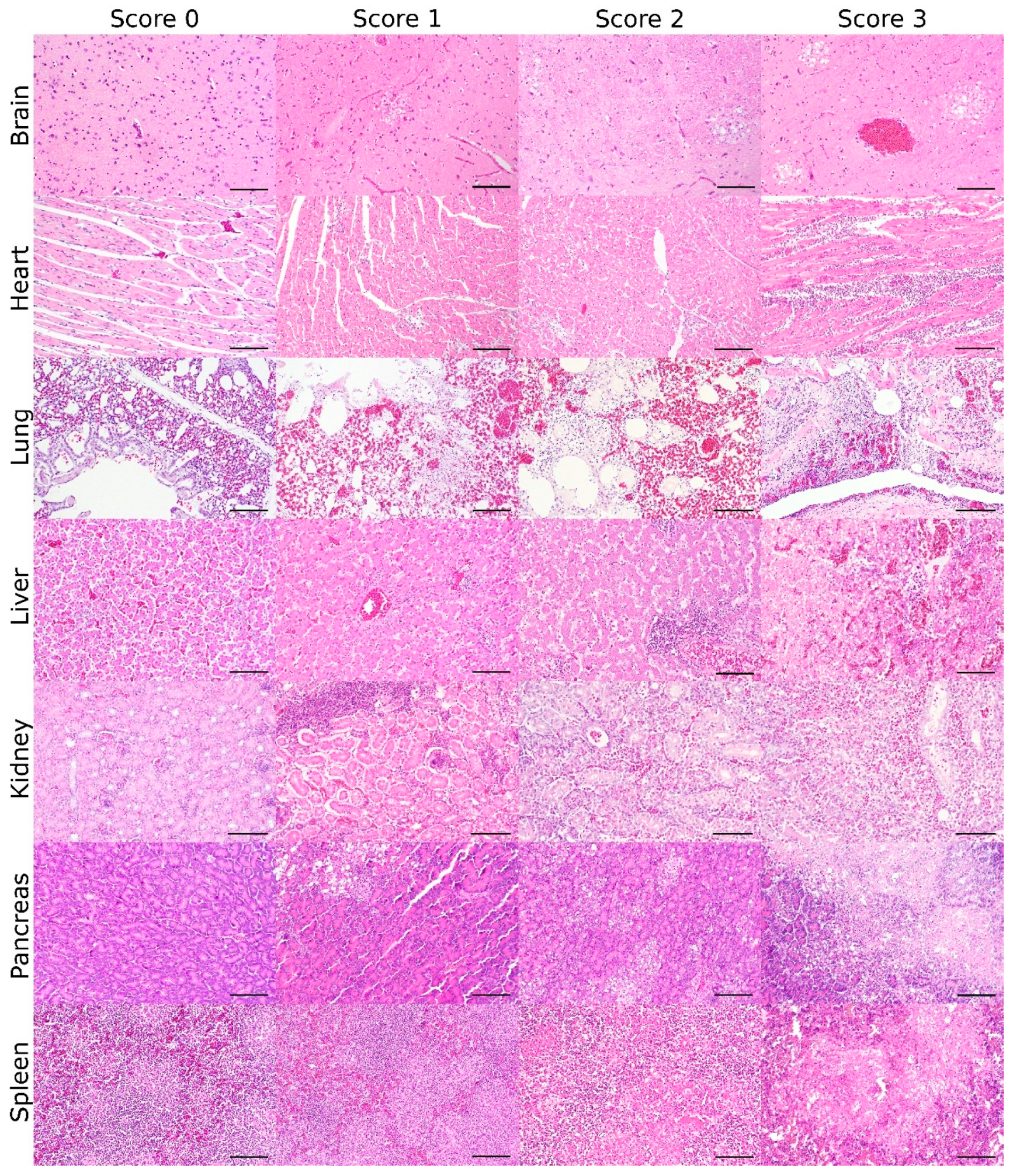 Viruses 13 00868 g001