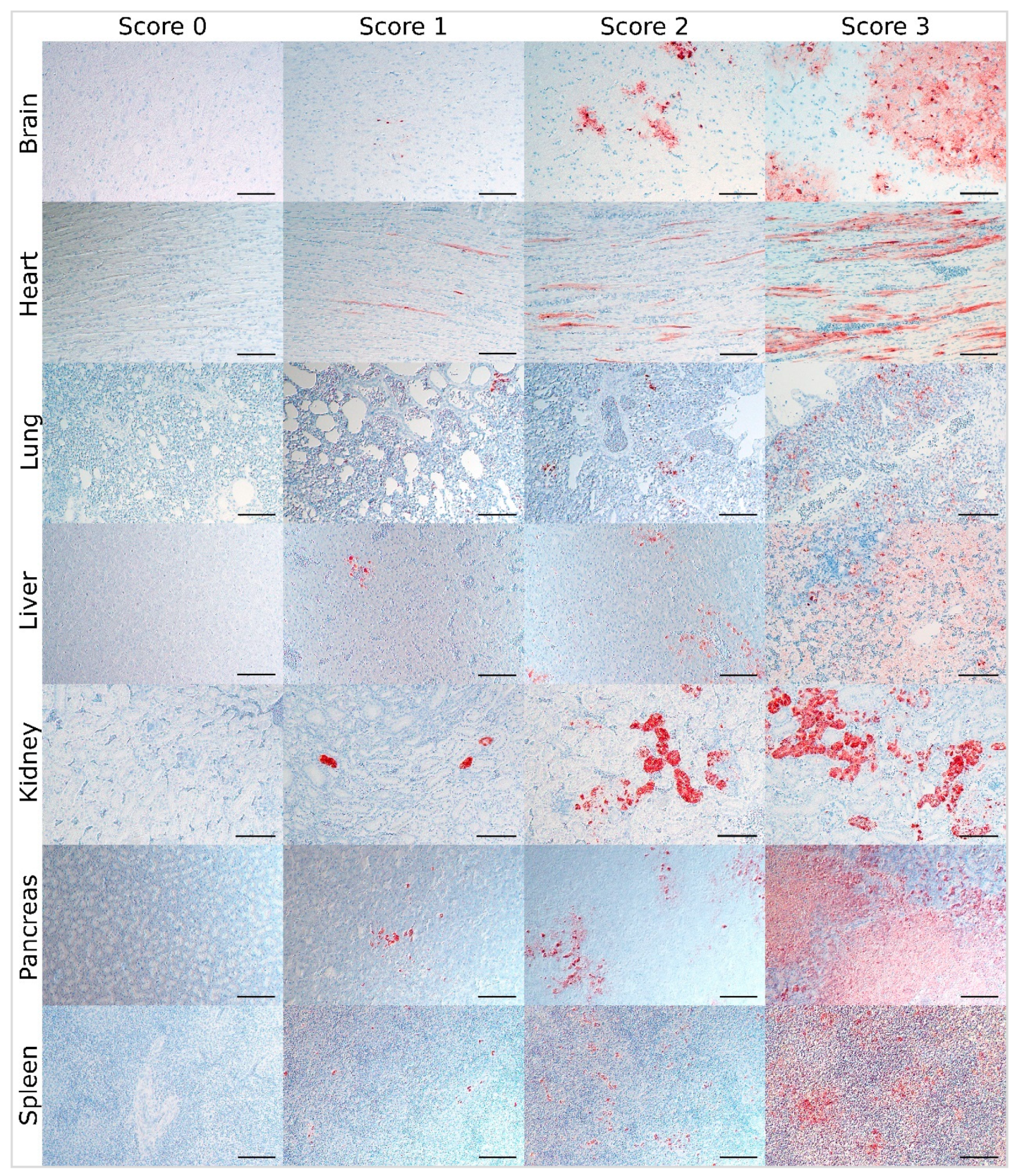 Viruses 13 00868 g002