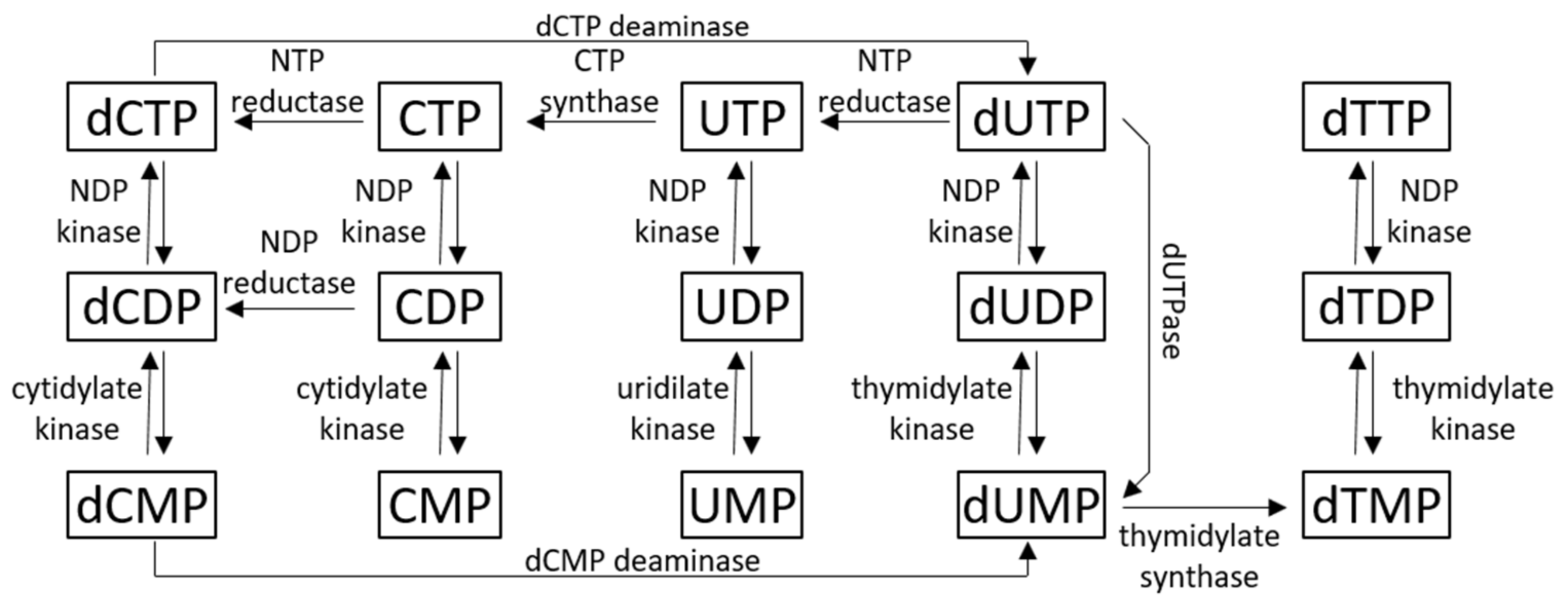 Viruses 13 00875 g001