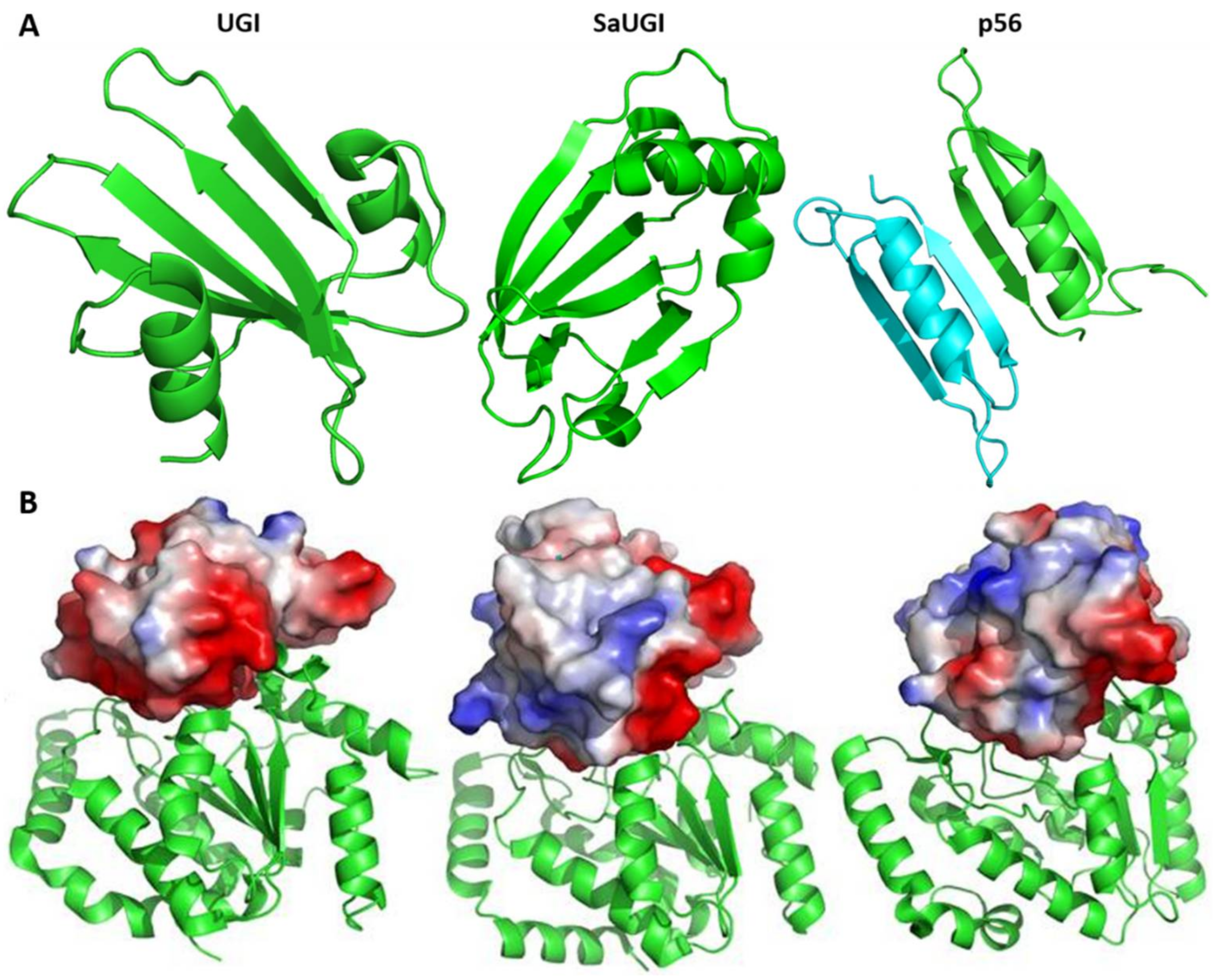 Viruses 13 00875 g004