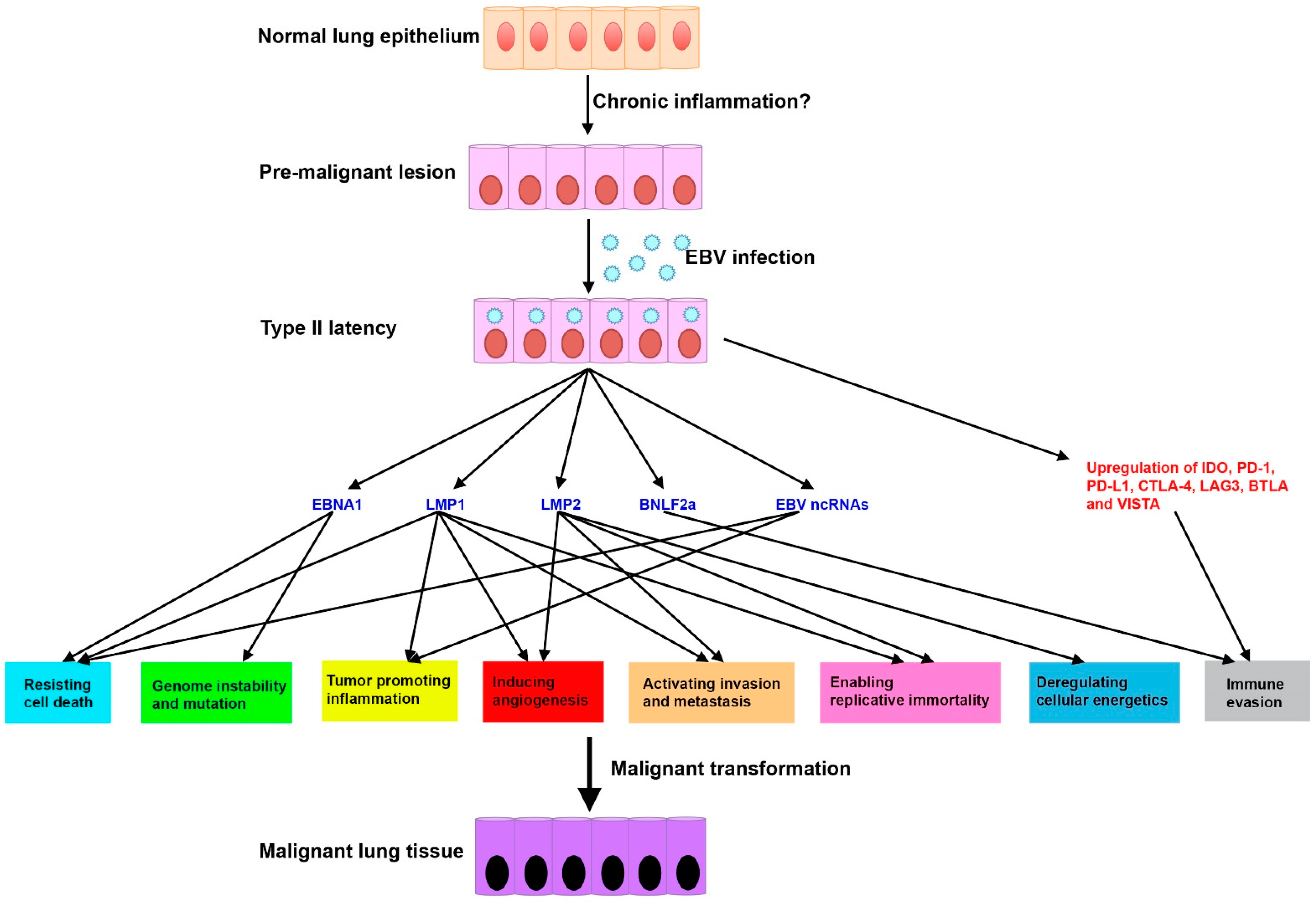 Viruses 13 00877 g001