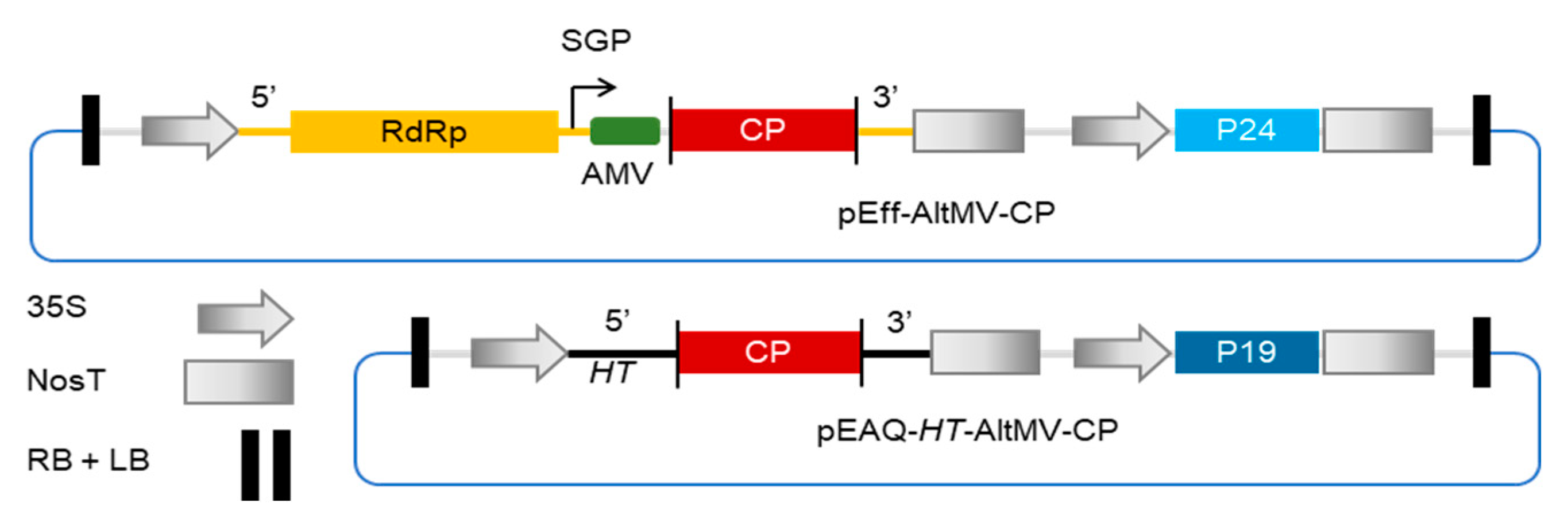 Viruses 13 00885 g001