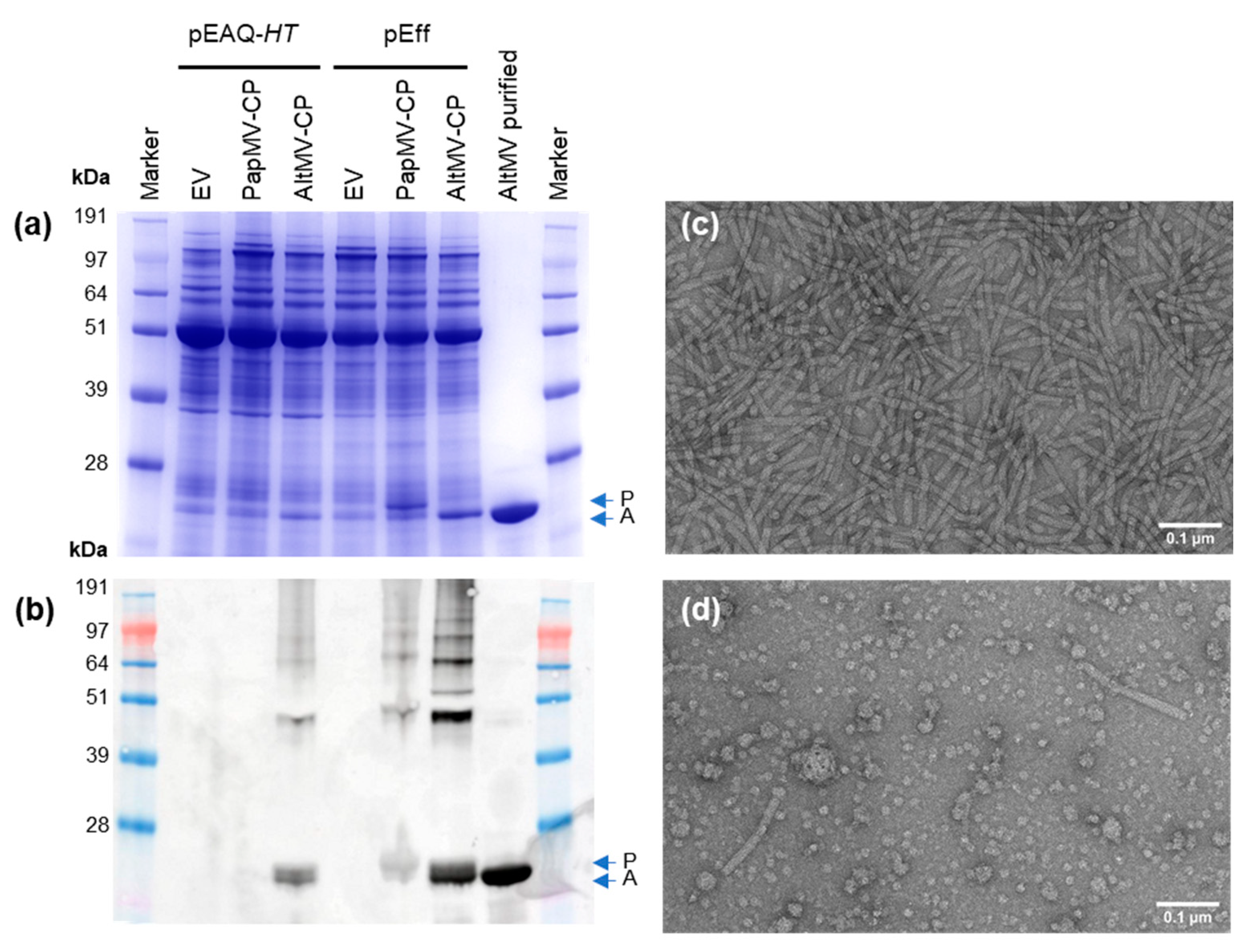 Viruses 13 00885 g002