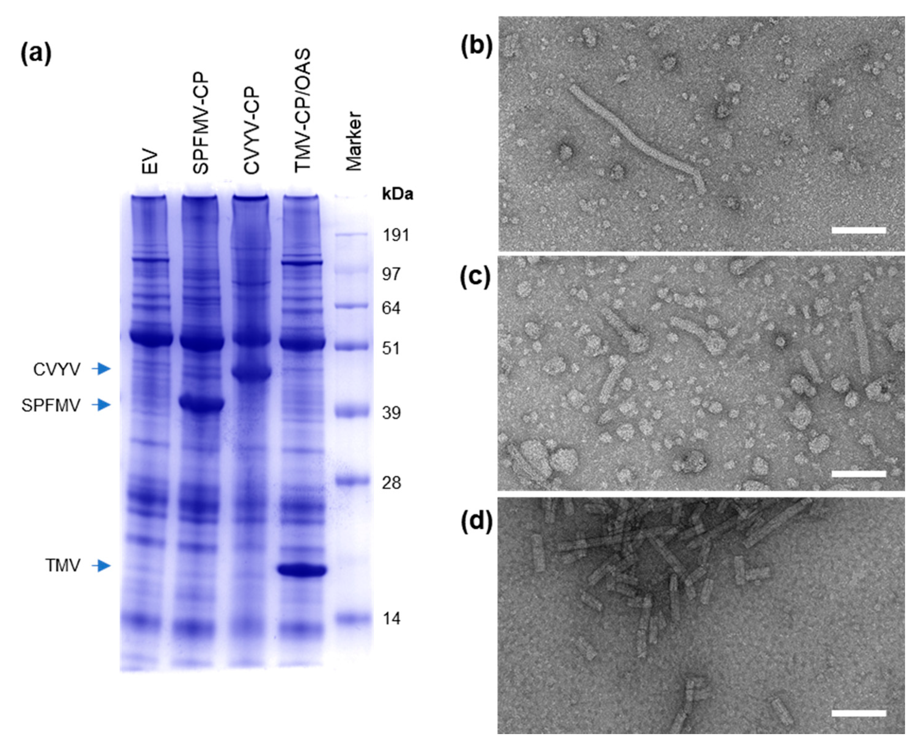 Viruses 13 00885 g003