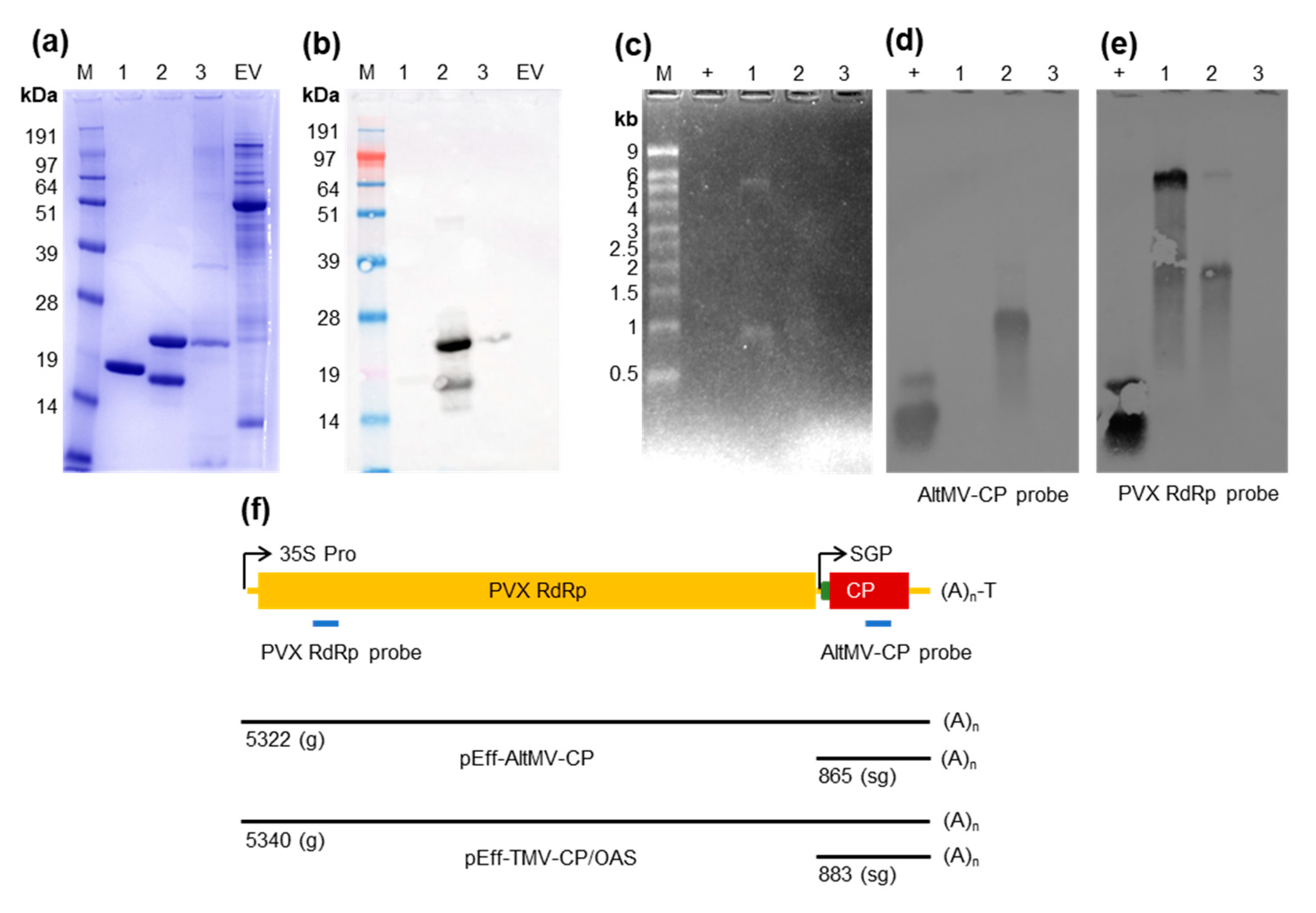 Viruses 13 00885 g004