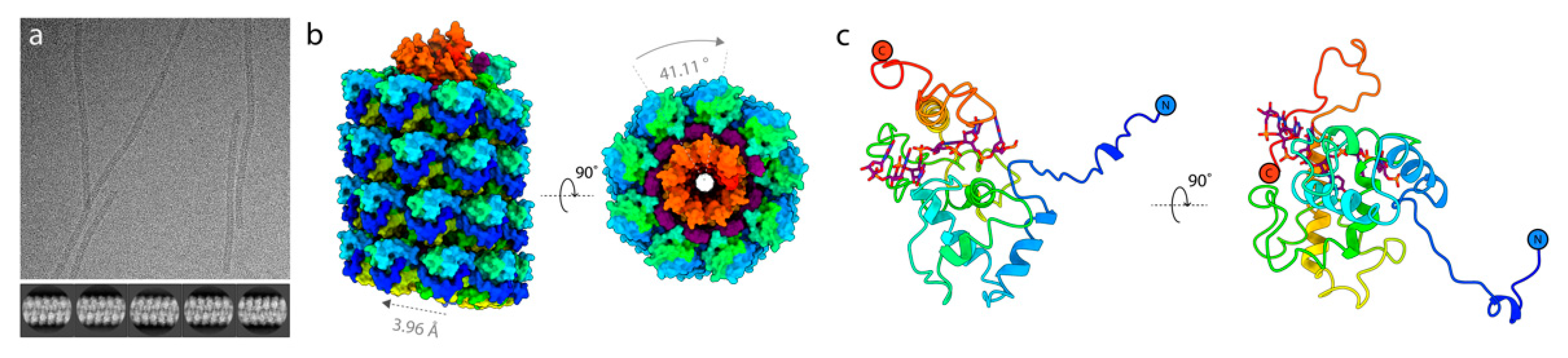 Viruses 13 00885 g005