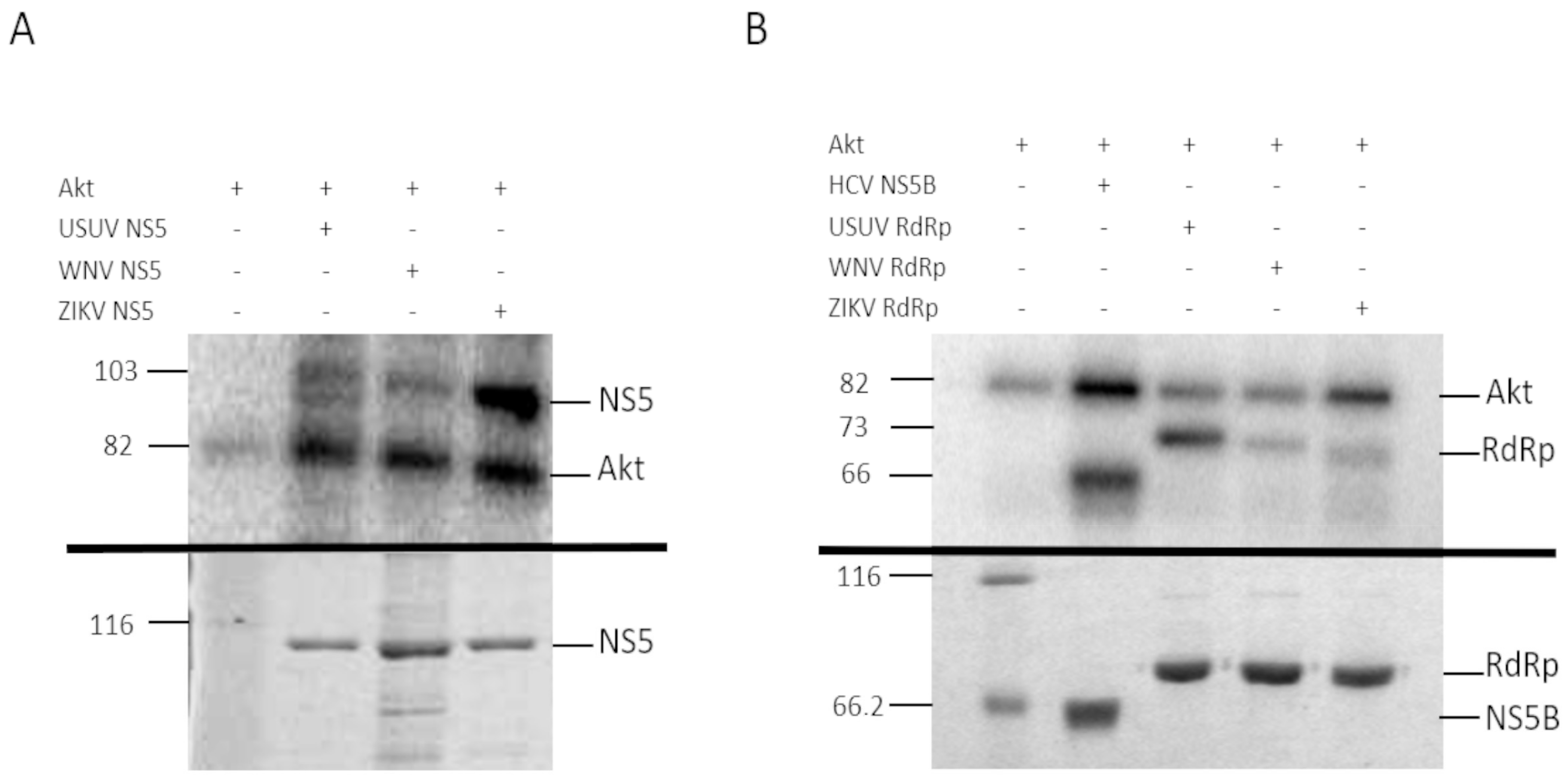 Viruses 13 00896 g002 Viruses 13 00896 g002