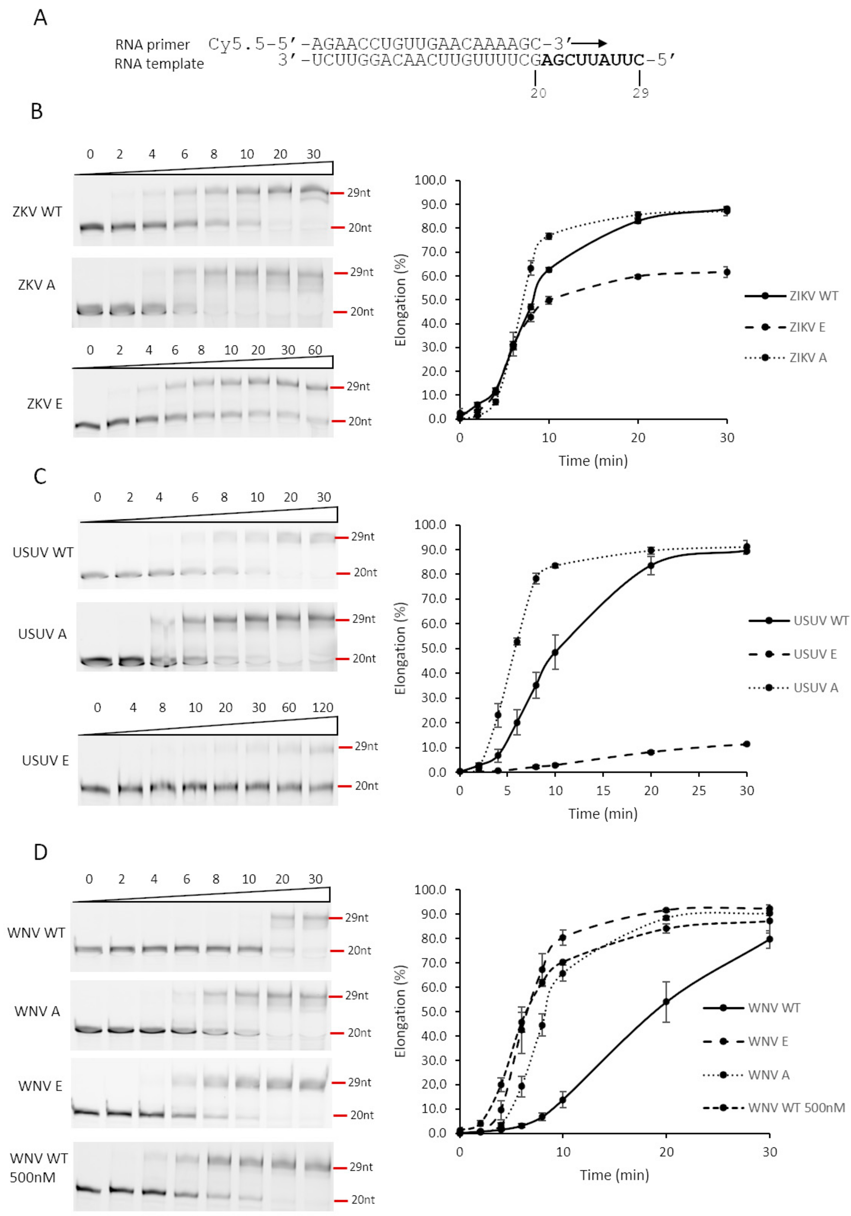 Viruses 13 00896 g006 Viruses 13 00896 g006