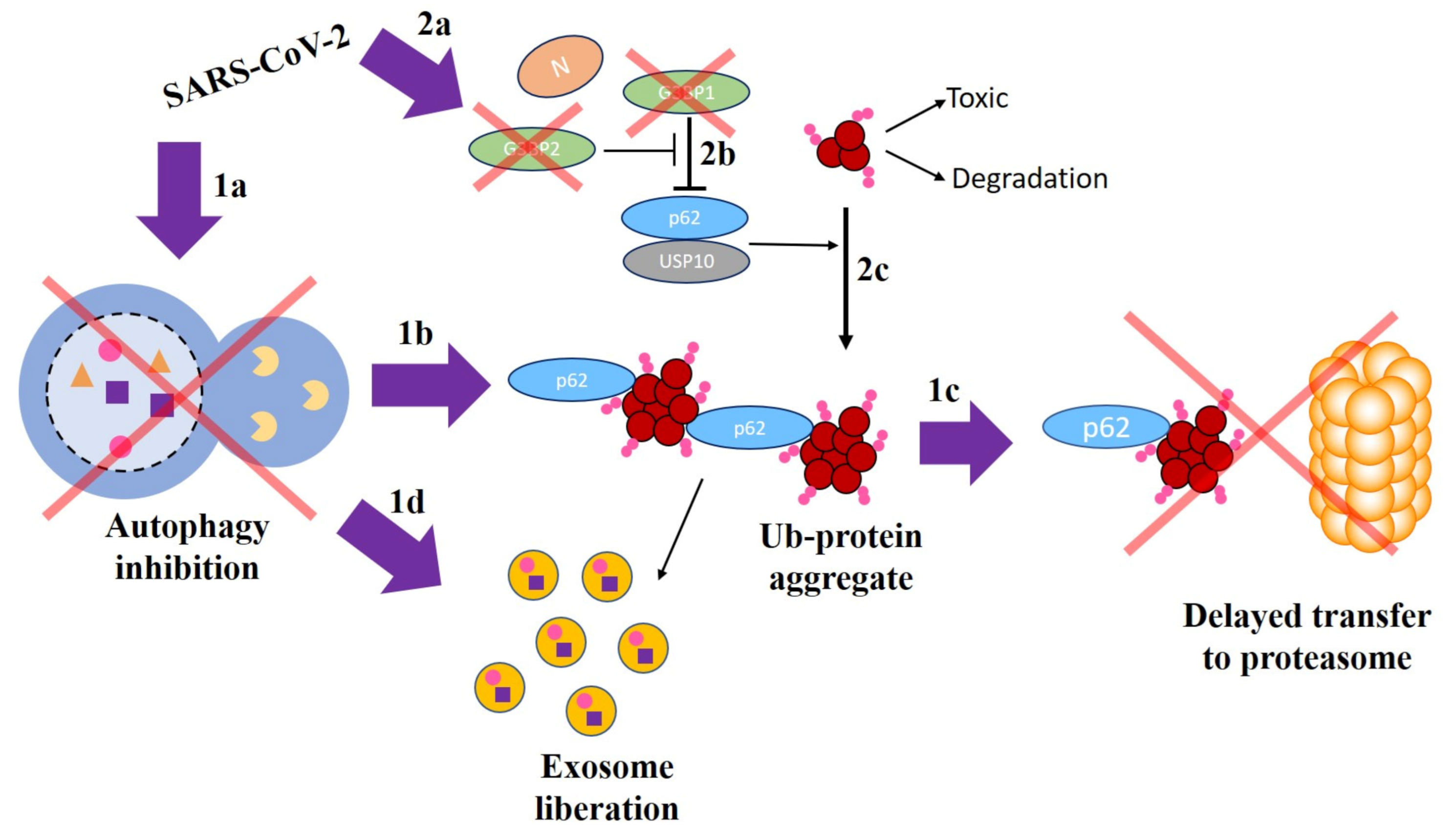 Viruses 13 00897 g004