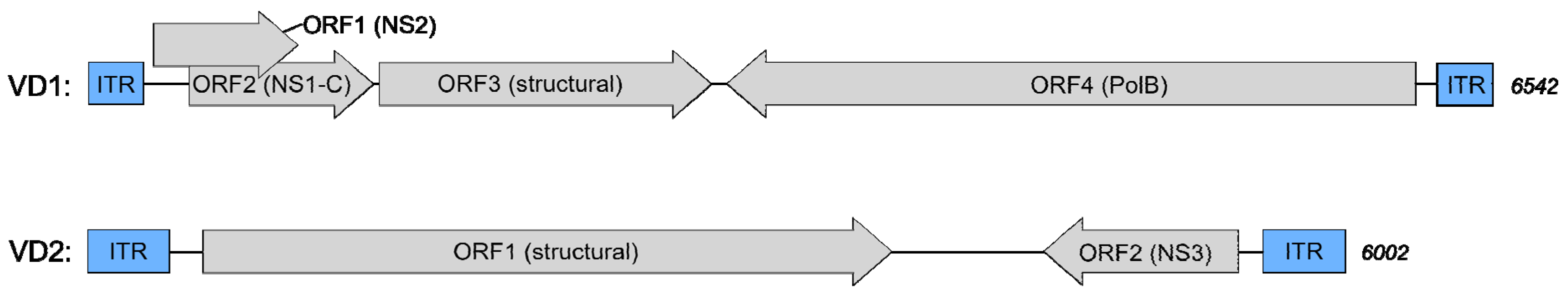 Viruses 13 00901 g005