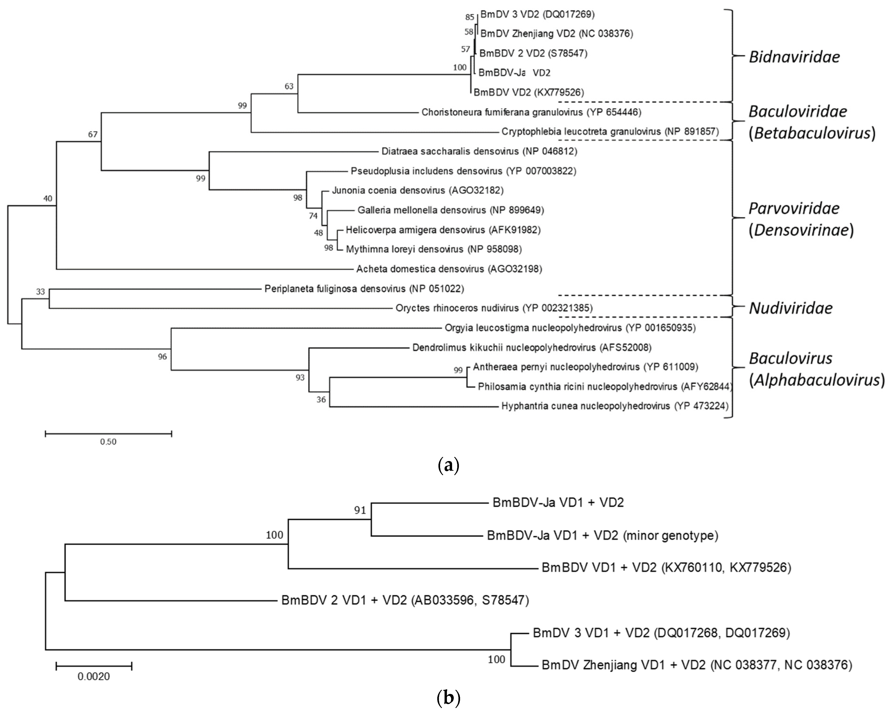Viruses 13 00901 g006