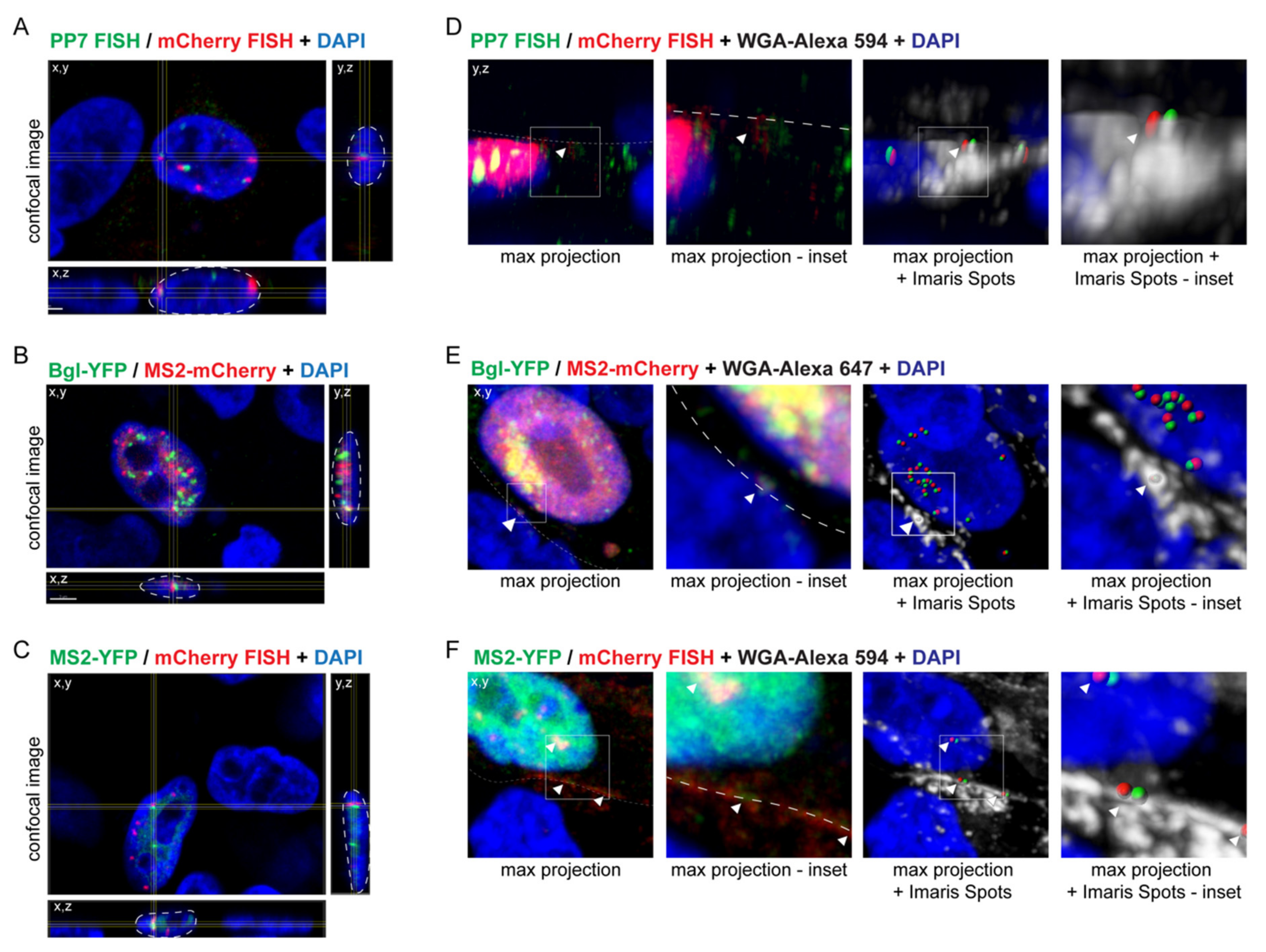 Viruses 13 00903 g002