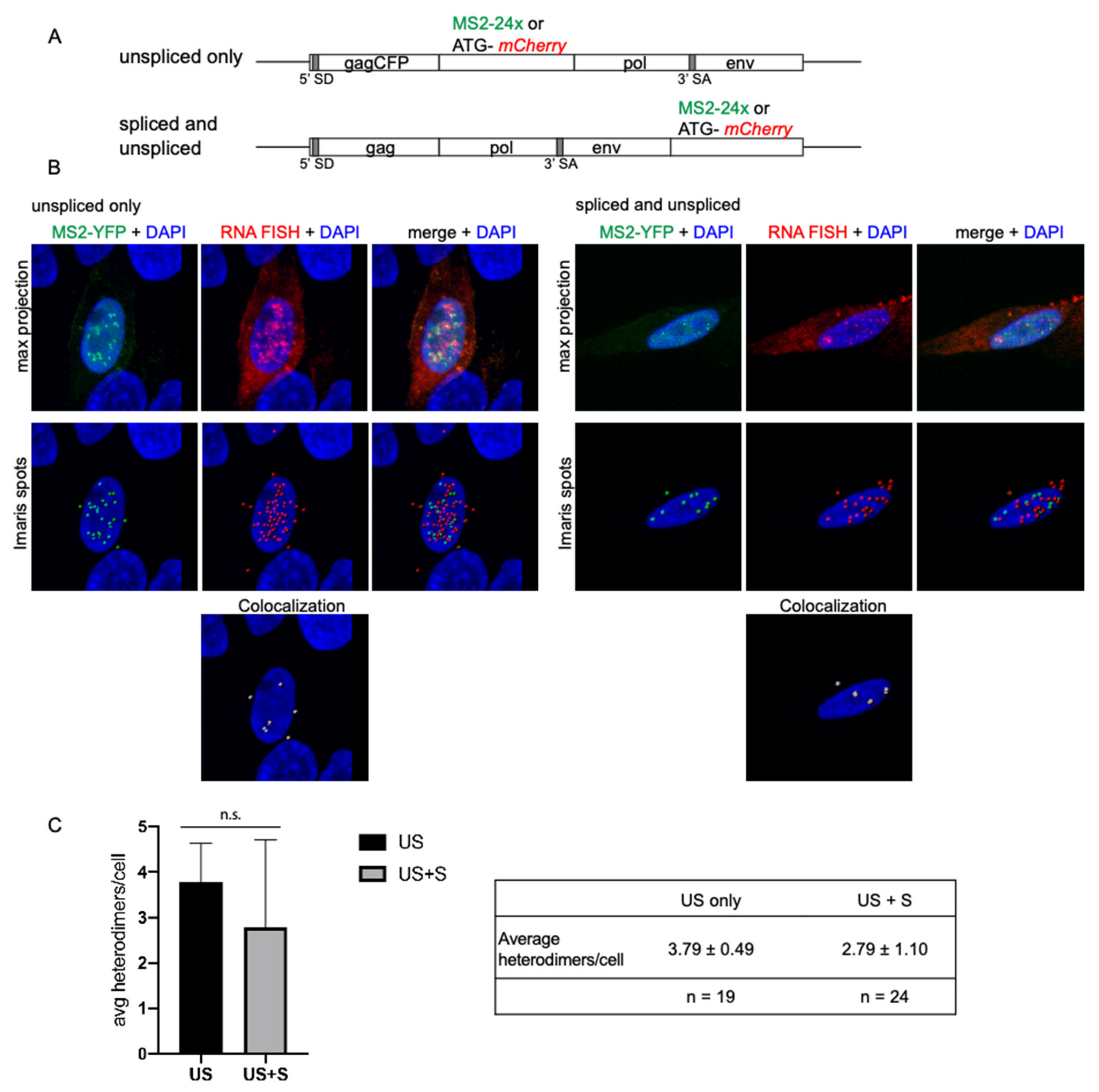 Viruses 13 00903 g005