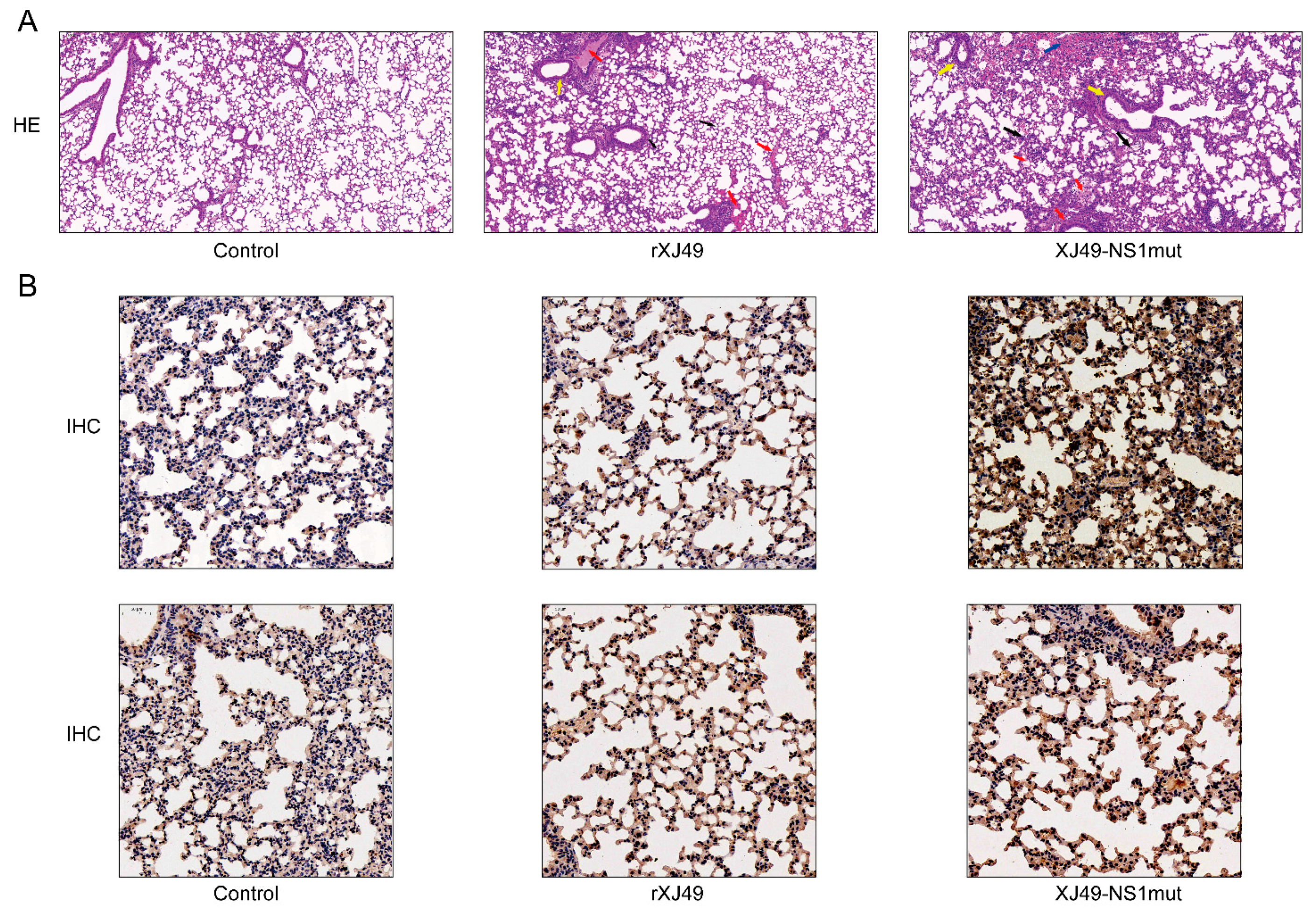 Viruses 13 00905 g003