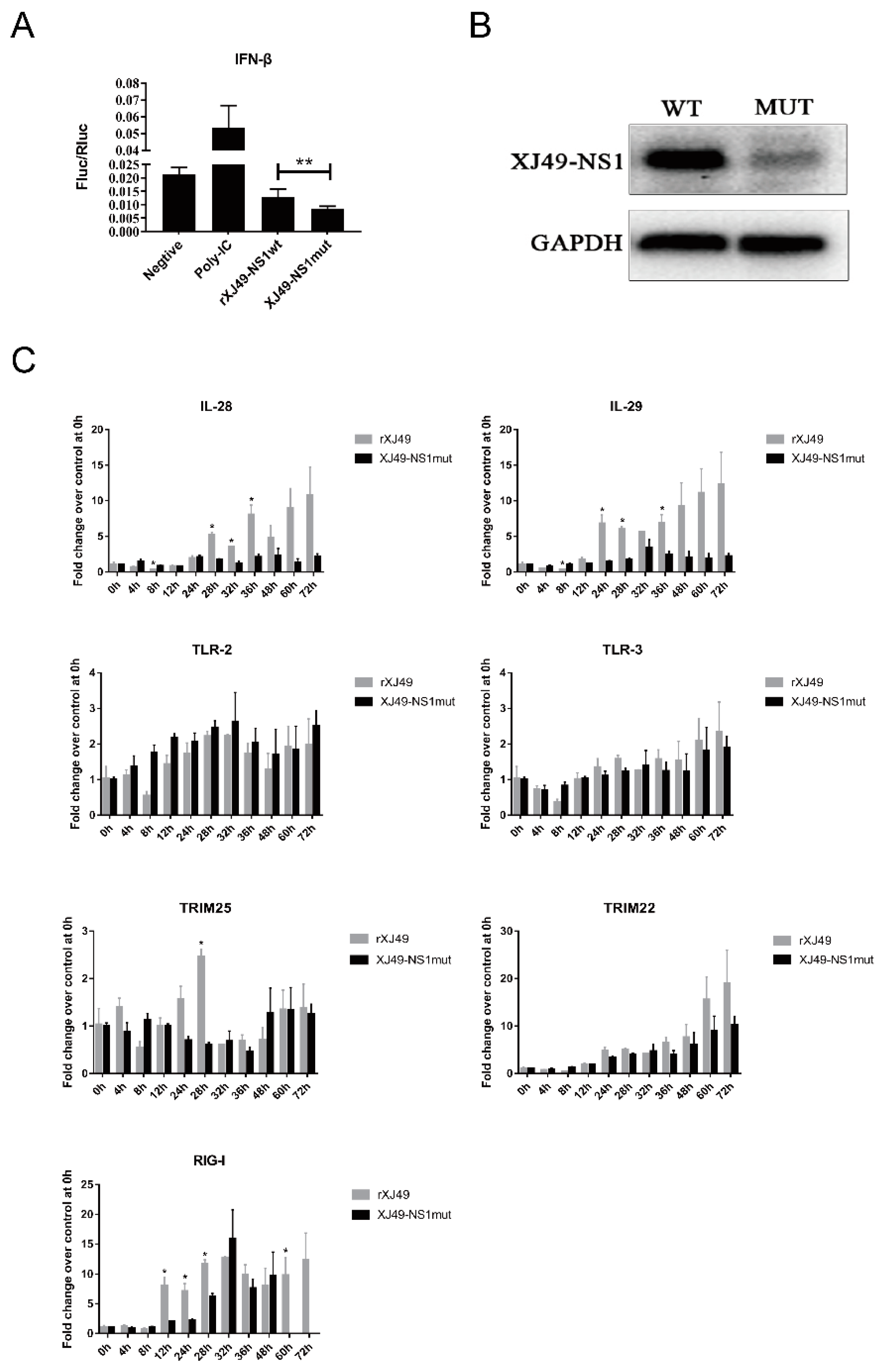 Viruses 13 00905 g004
