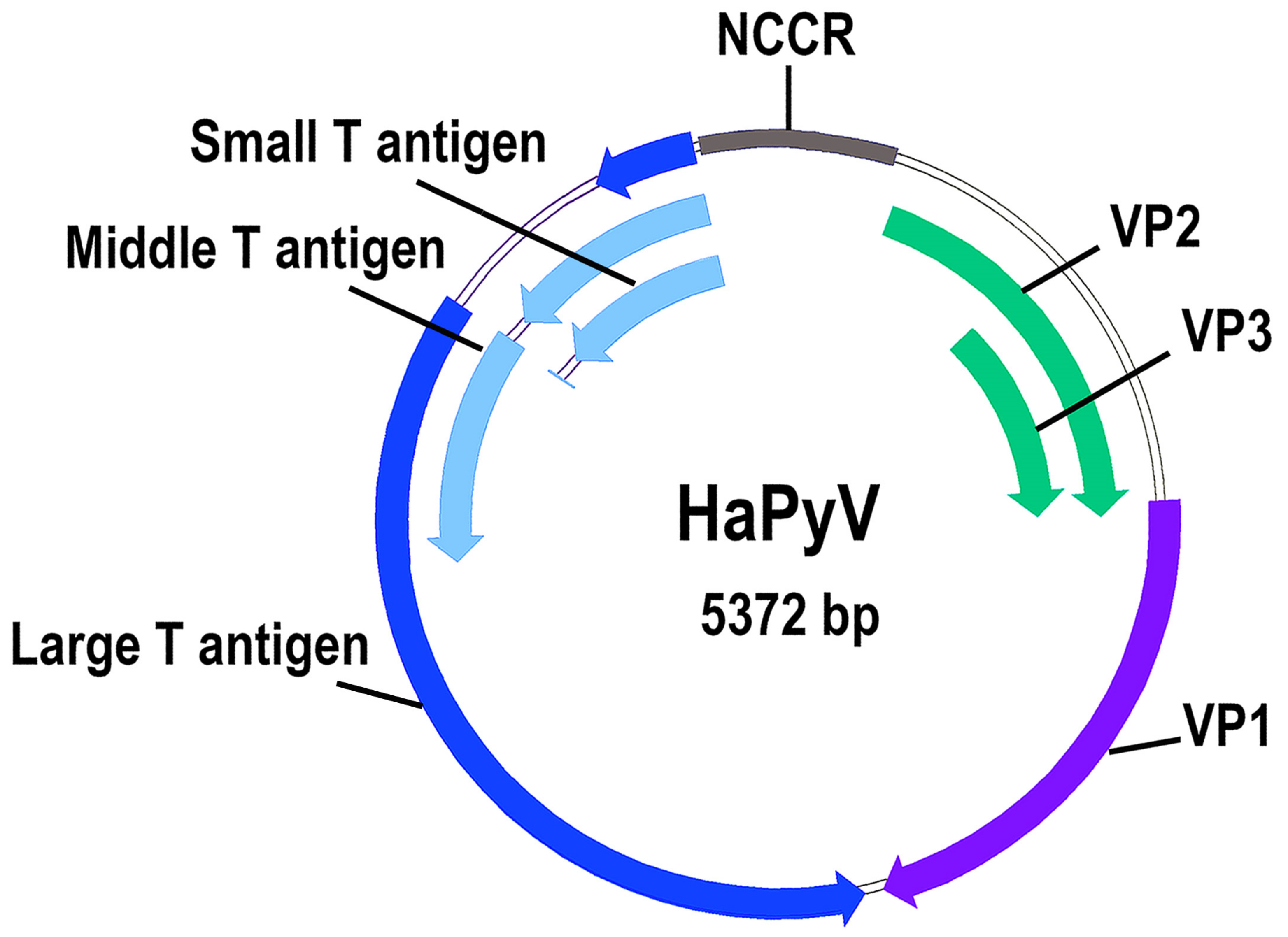 Viruses 13 00907 g001