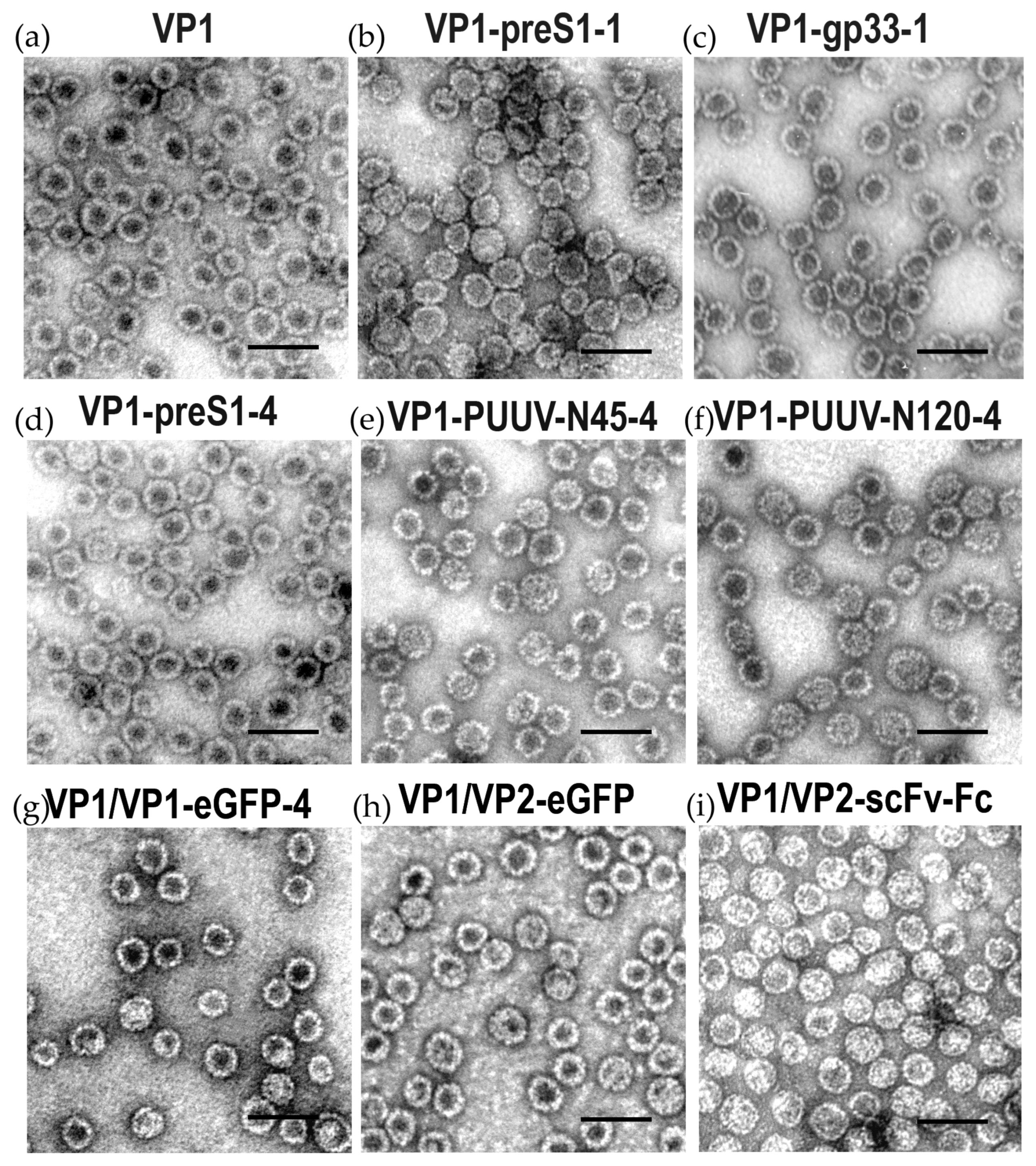 Viruses 13 00907 g005