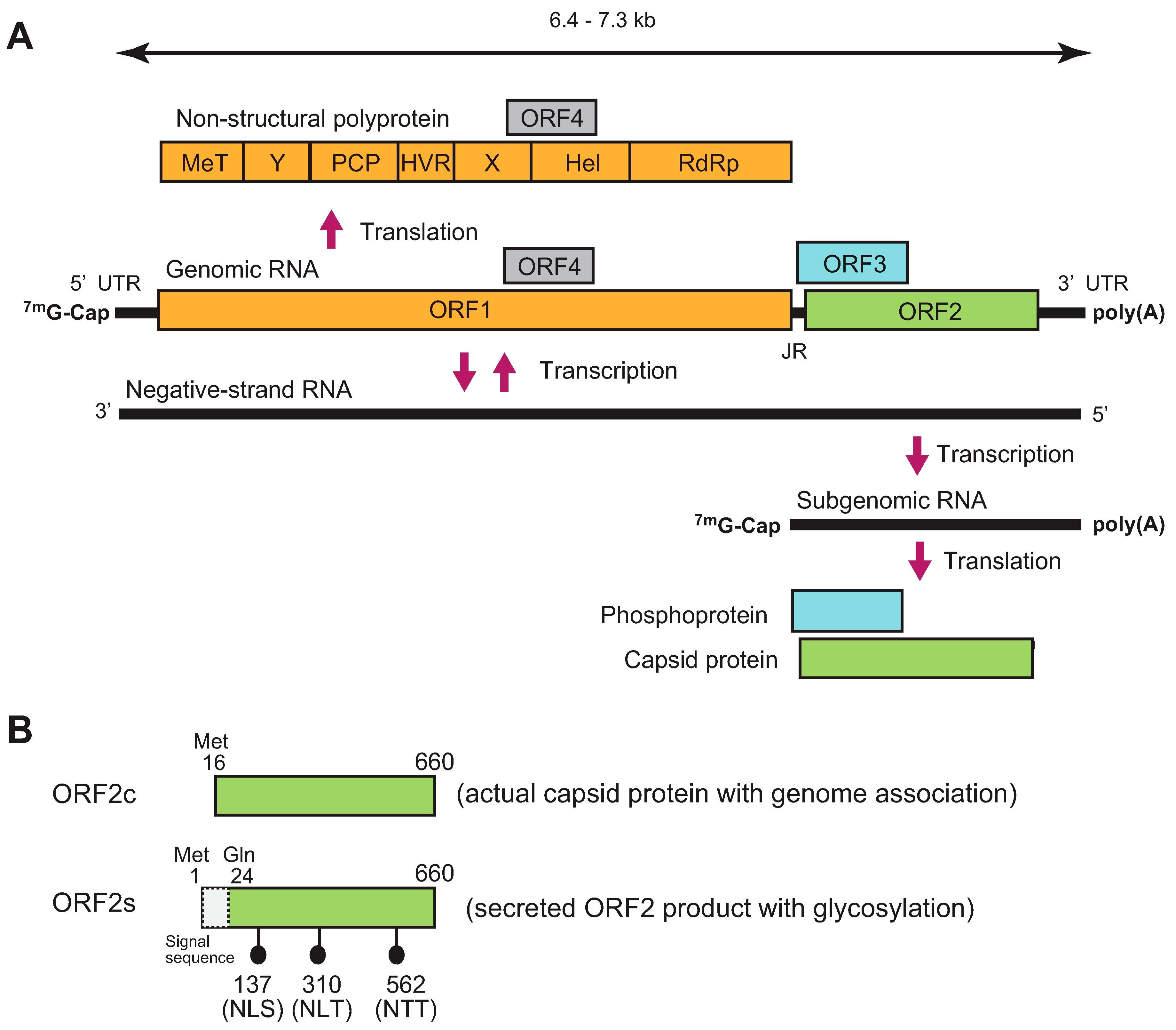 Viruses 13 00909 g001