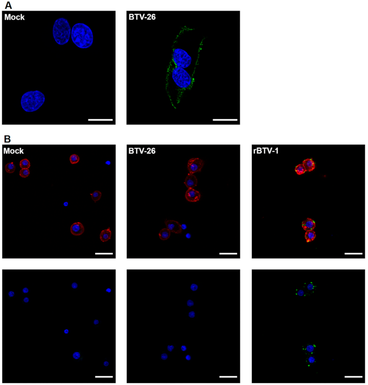 Viruses 13 00919 g003
