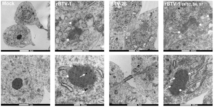 Viruses 13 00919 g006