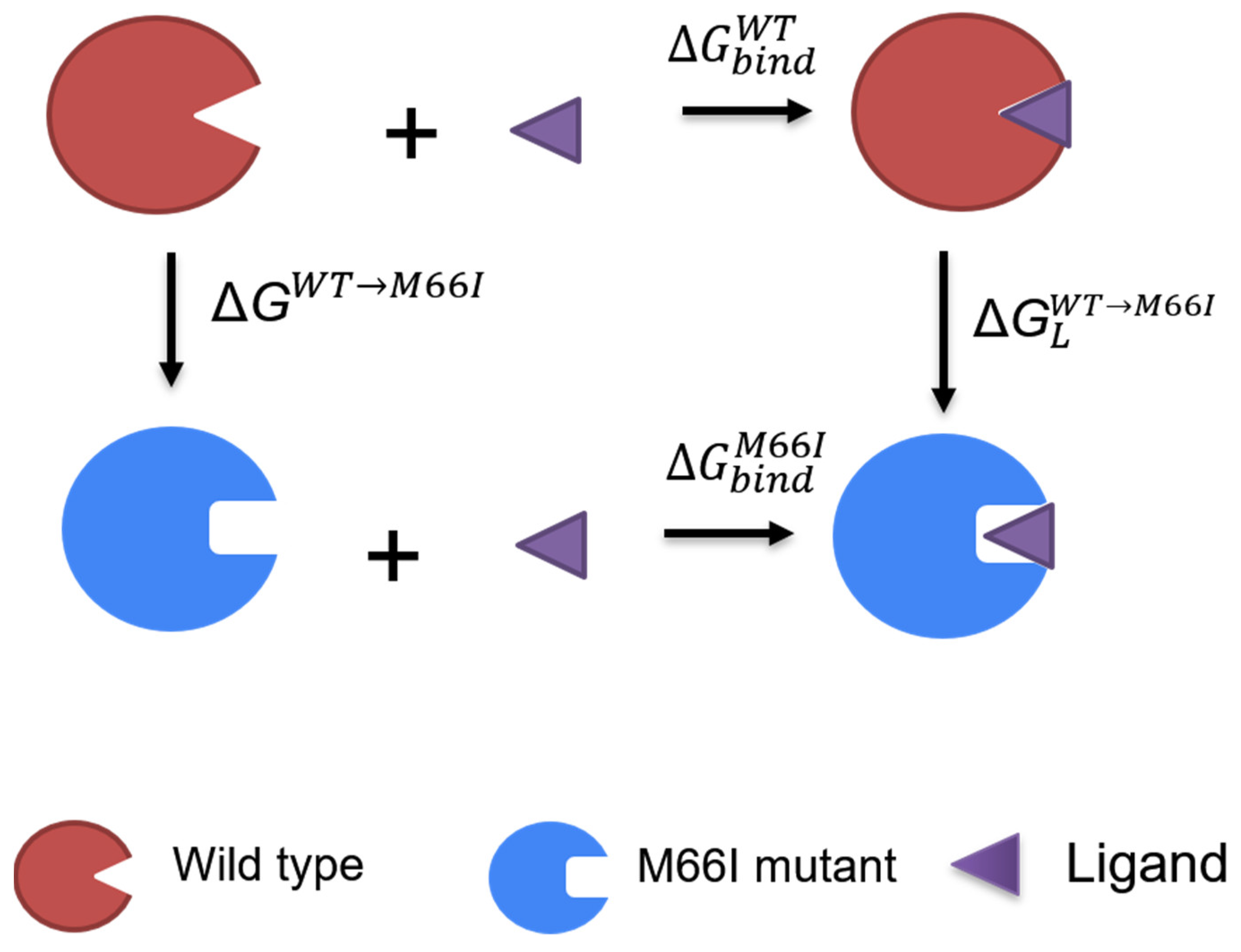 Viruses 13 00920 g002